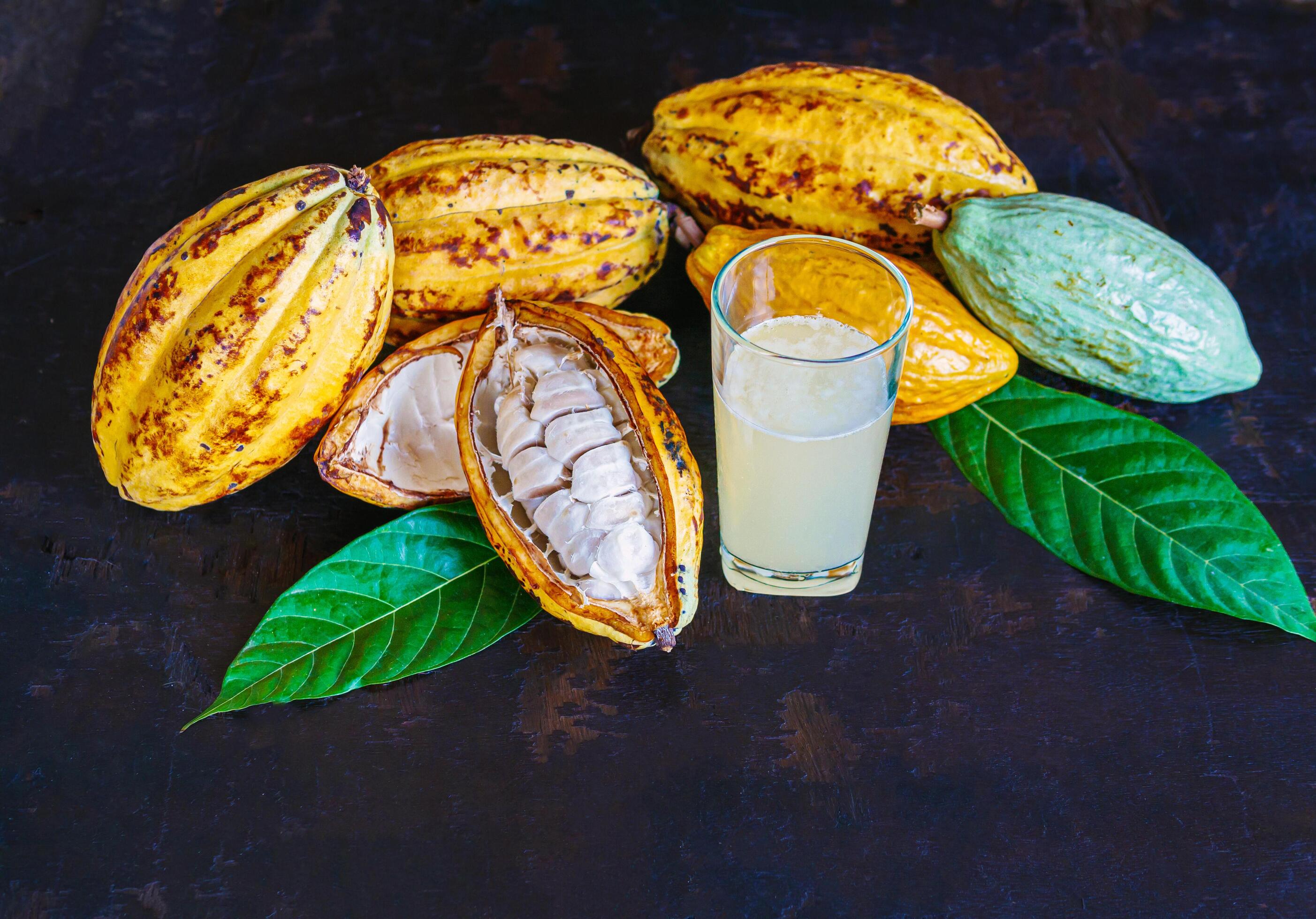 Fresh cacao water in glass and half sliced ripe yellow cacao pod with white cocoa seed, Cacao juice in glass on vintage wooden background Stock Free