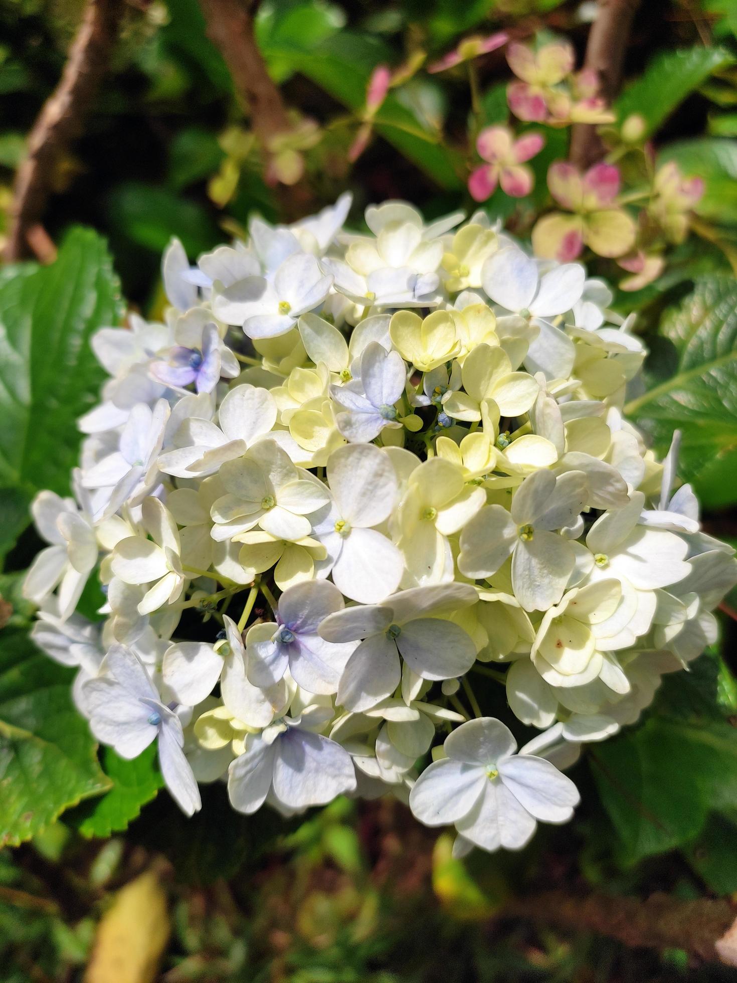 Hortensia flower or Hydrangea Macrophylla in the garden, with morning day light. Stock Free