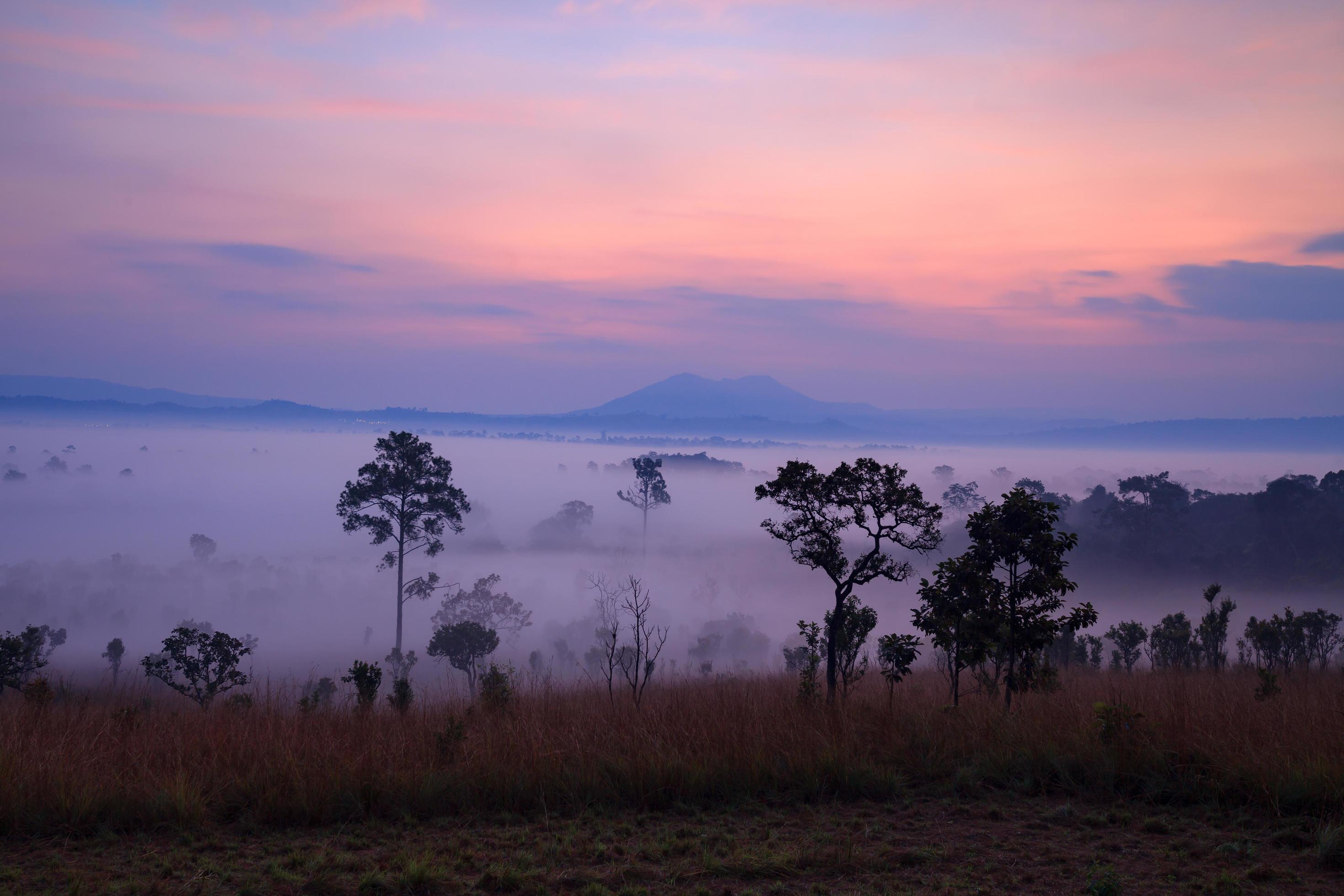 Fog in forest at Thung Salang Luang National Park Phetchabun,Thailand Stock Free