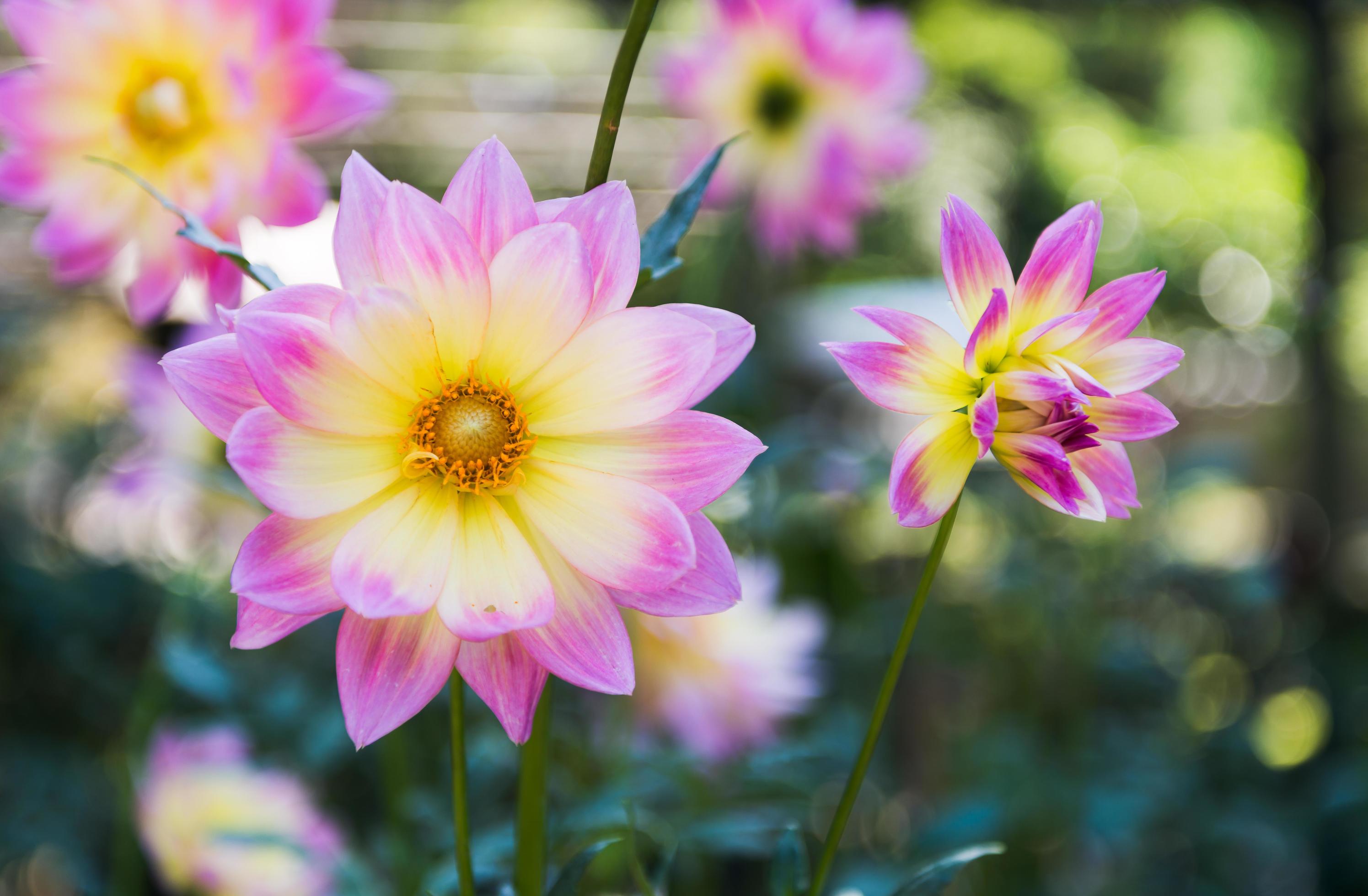 hybrid pink and yellow Dahlia flower Stock Free