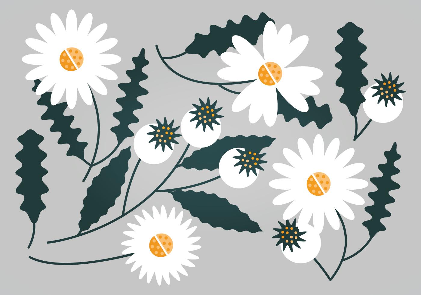 Vector White Floral Set Stock Free and Free SVG