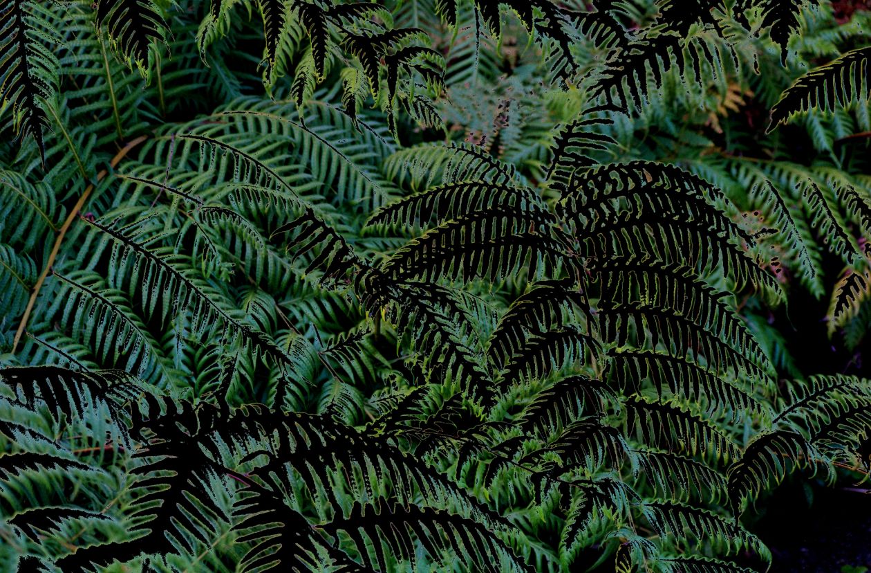 Night ferns Stock Free