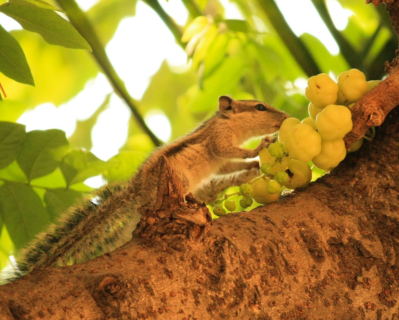 Squirrel Fruit Stock Free