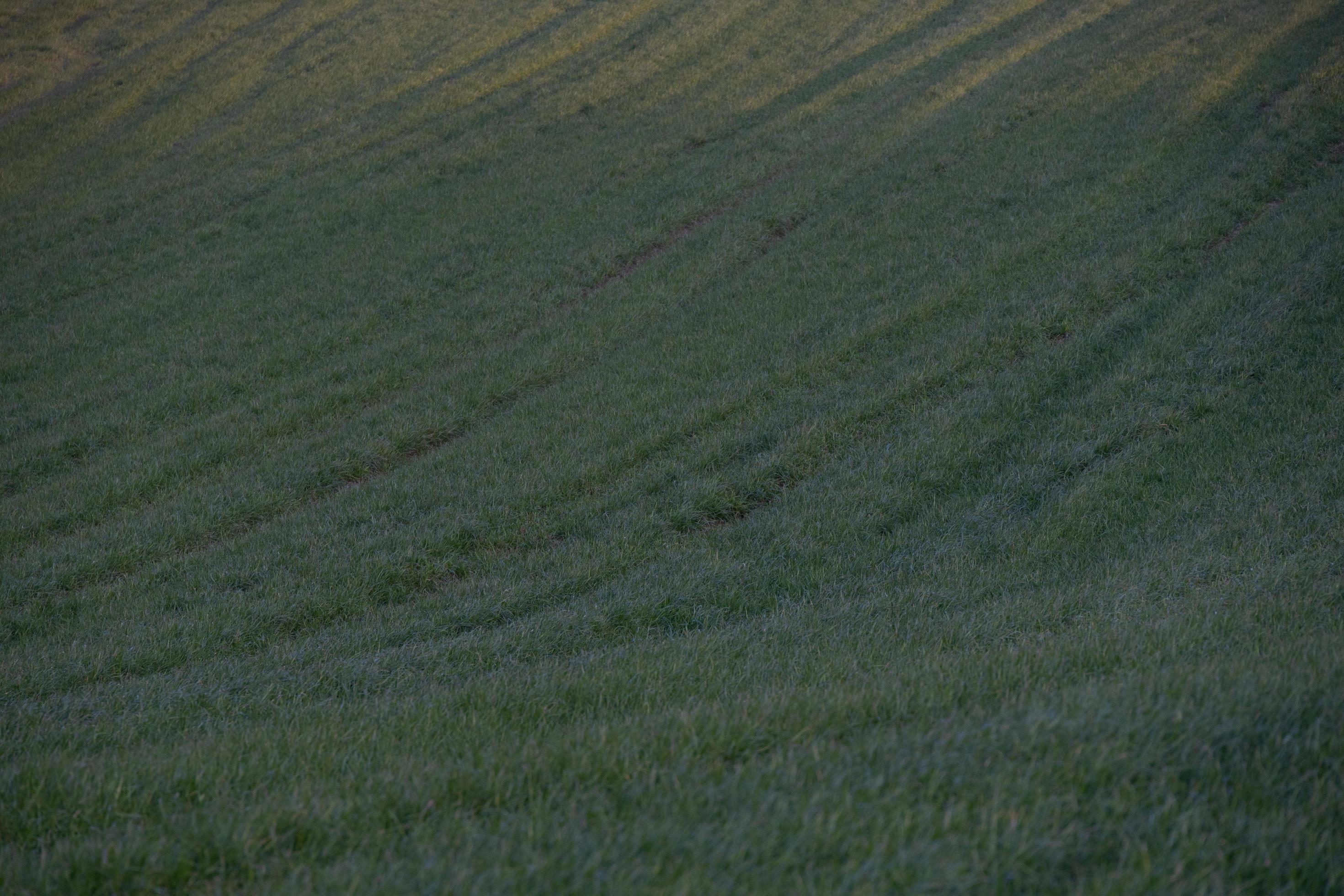 beautiful view of the nature field grass Stock Free