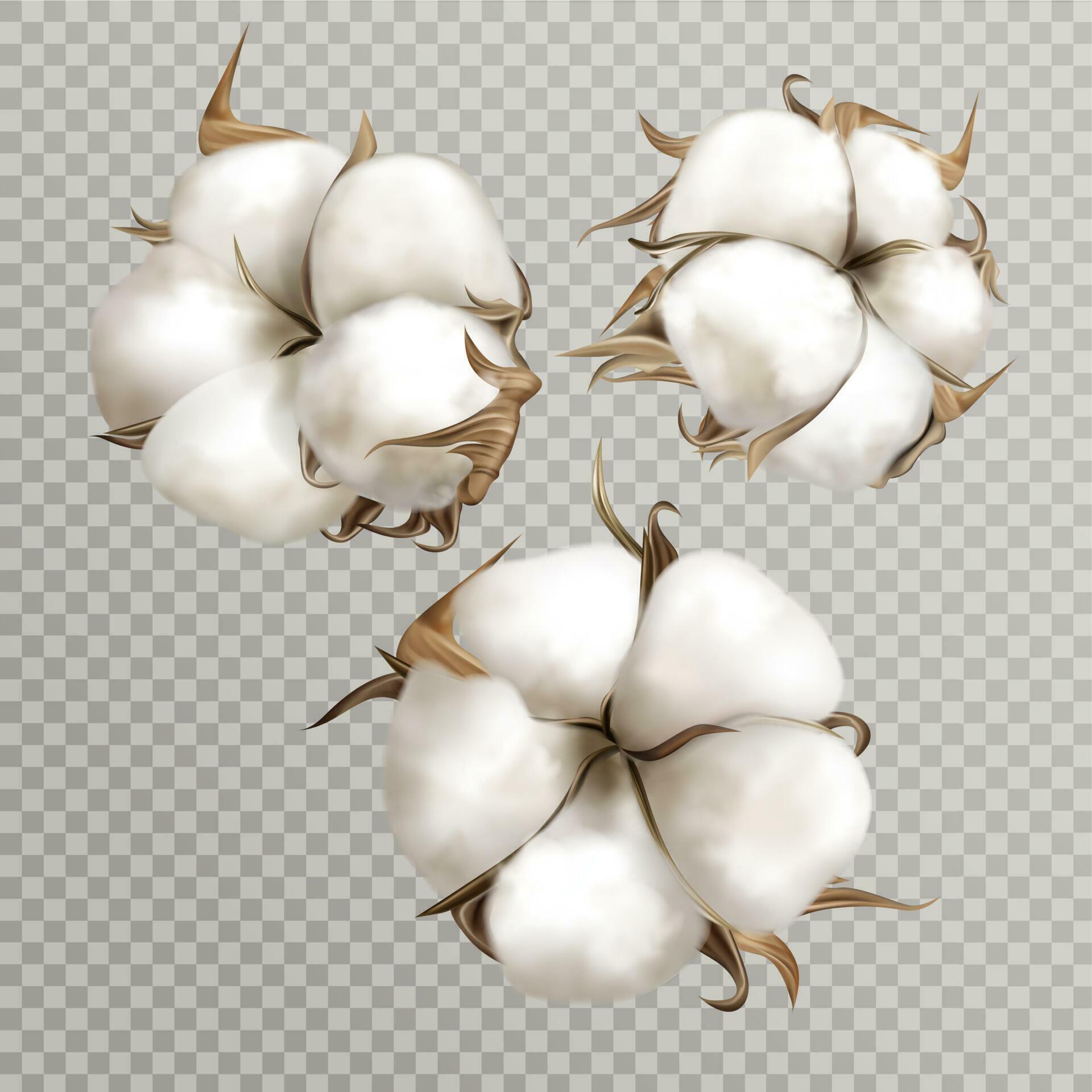 Realistic cotton flowers ripe opened boll seed Stock Free