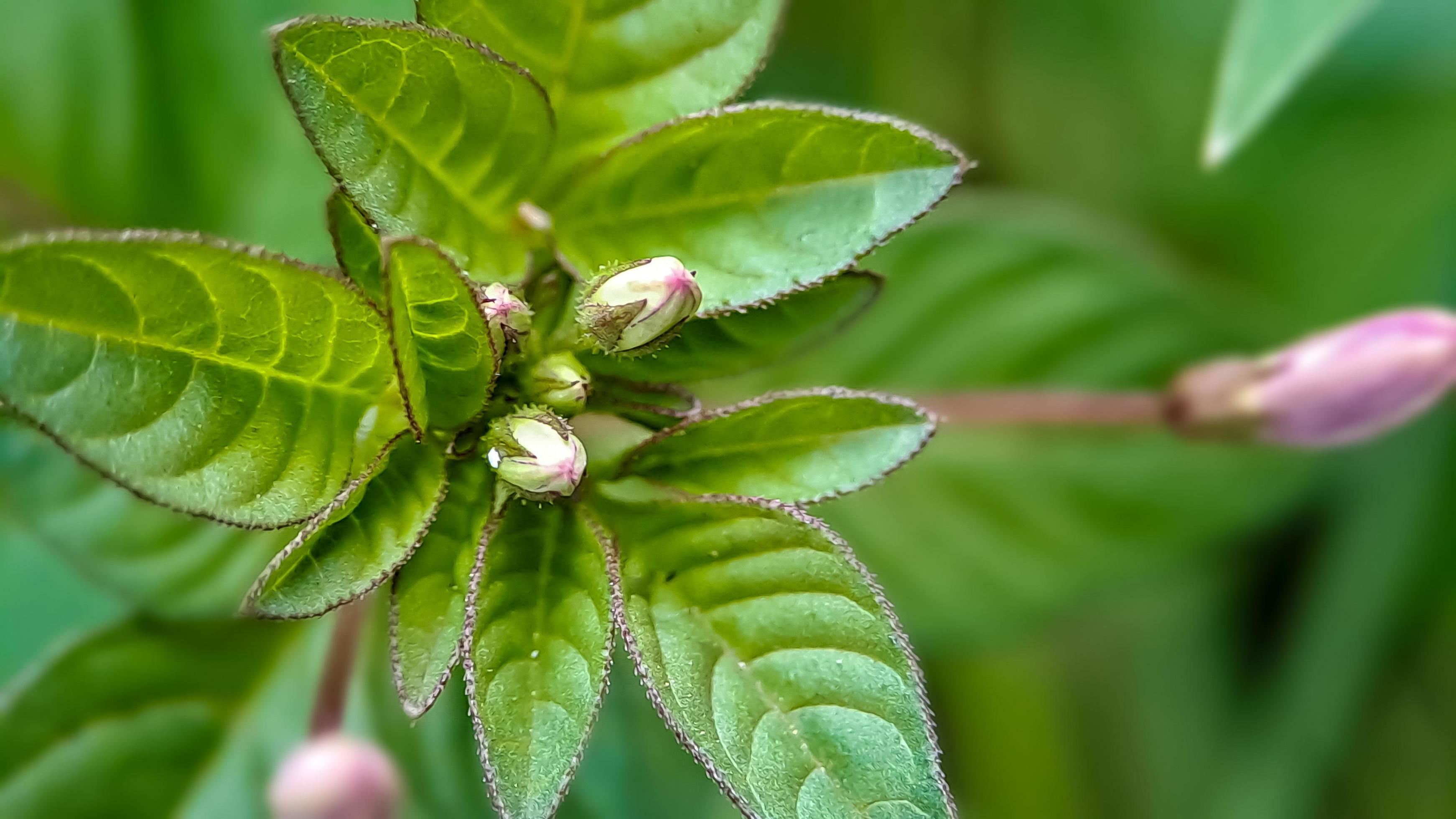 Euphorbia heterophylla is a plant that belongs to the family Euphorbiaceae Stock Free