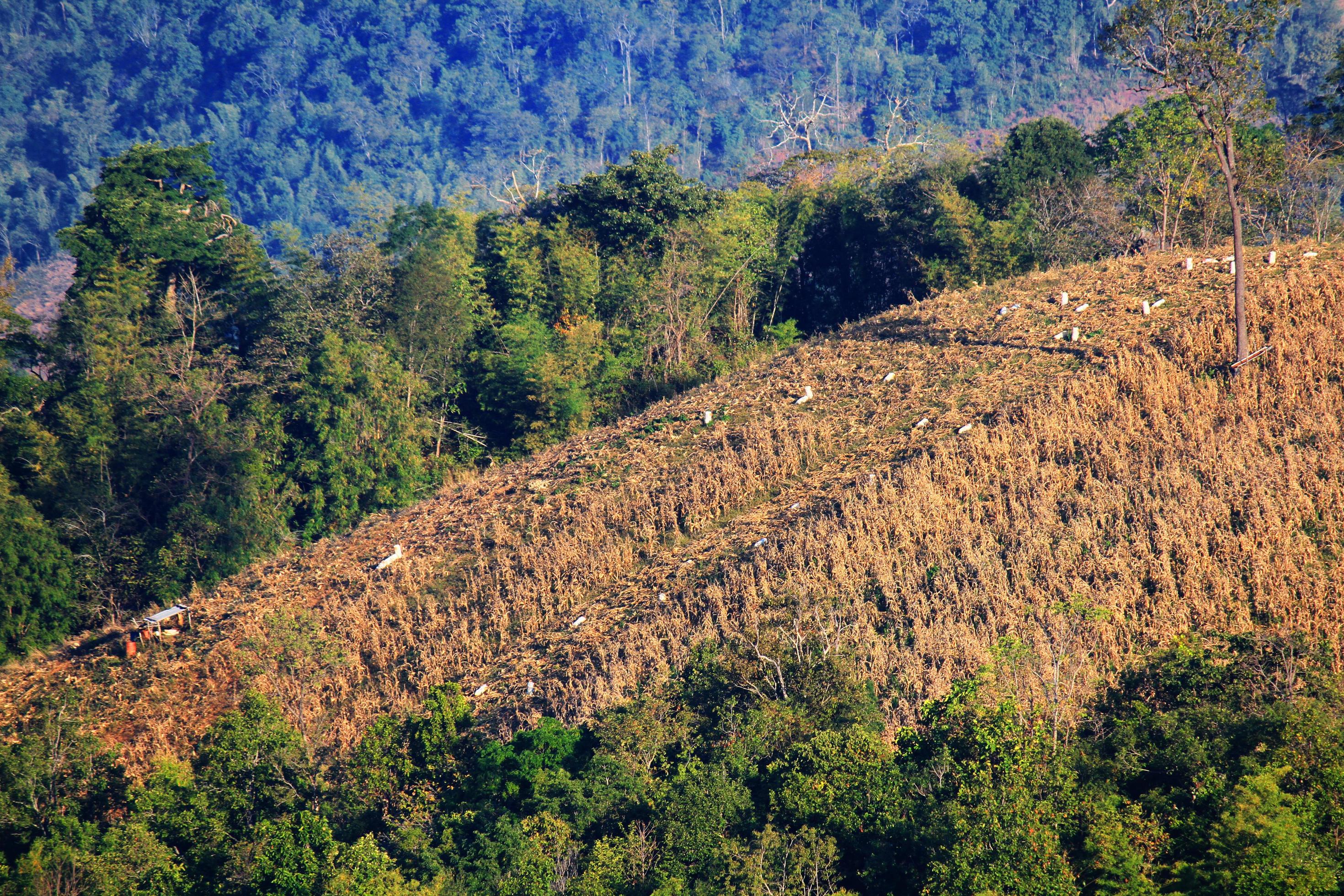 Trouble cutting trees on the mountain for Build resort and Shifting cultivation with Global warming in Thailand and on the earth. Stock Free