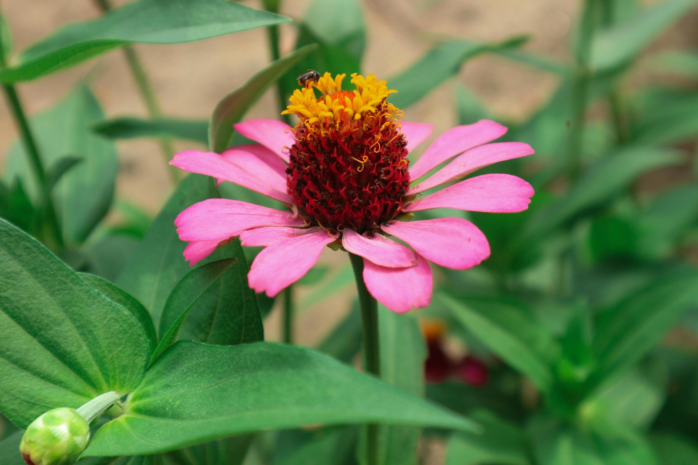 Pink Flower of Peruvian Zinnia , Wild Zinnia Plant or Zinnia Peruviana, Member of the Asteraceae Family Stock Free