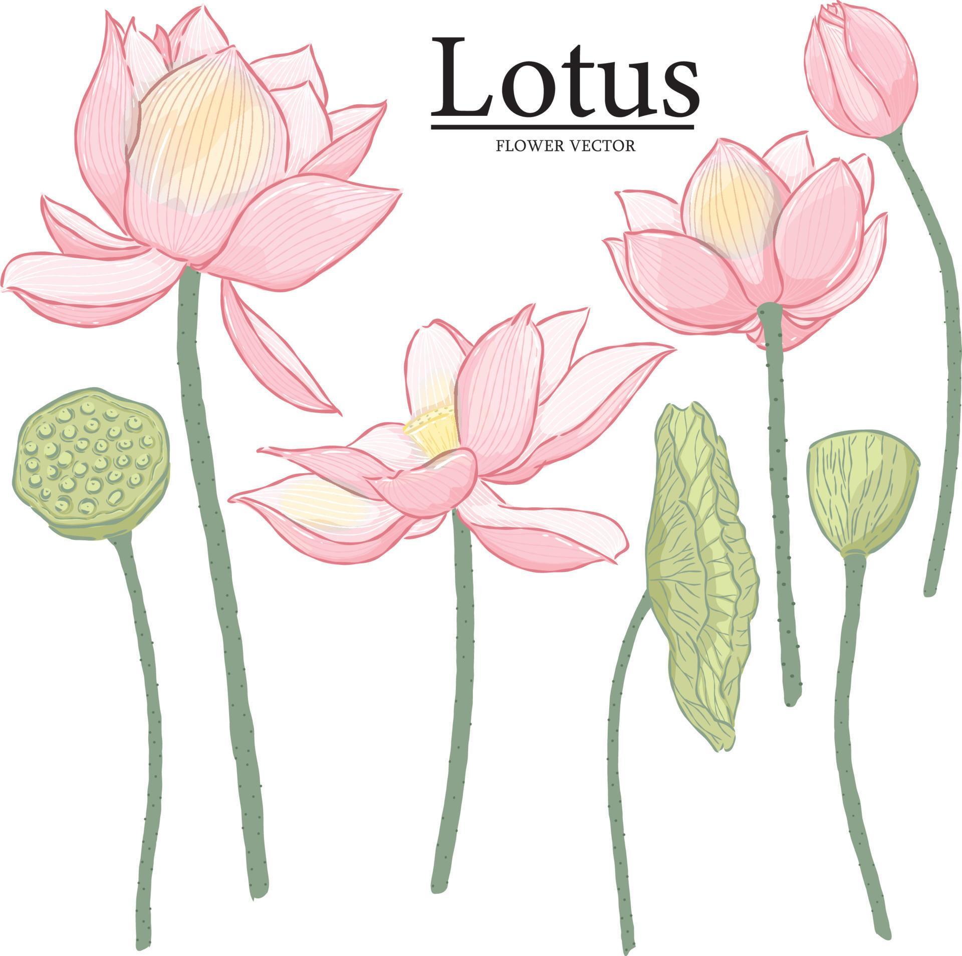 Vector hand drawn lotus flower elements Stock Free