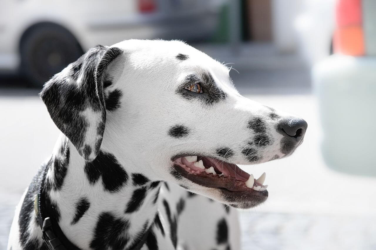 Dalmatian Dog Stock Free