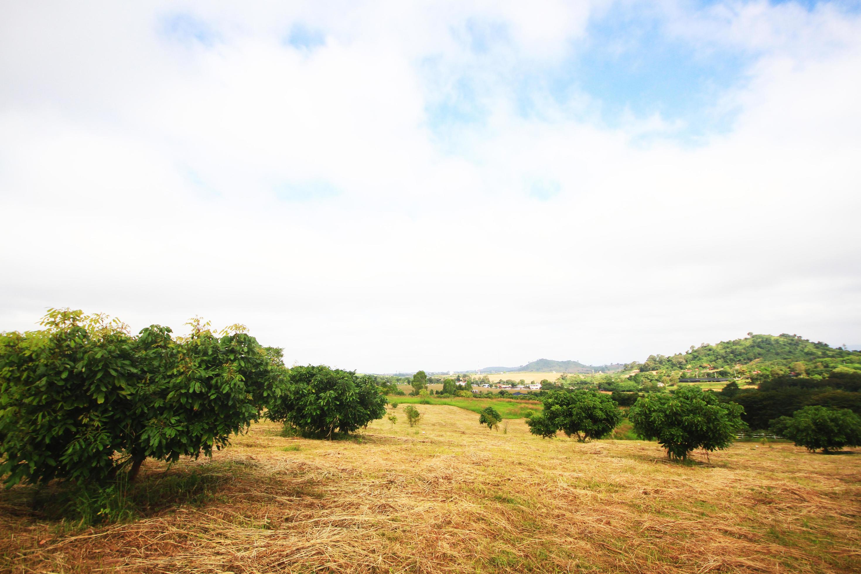 Landscape of Grassland and horticulture on mountain in Thailand Stock Free