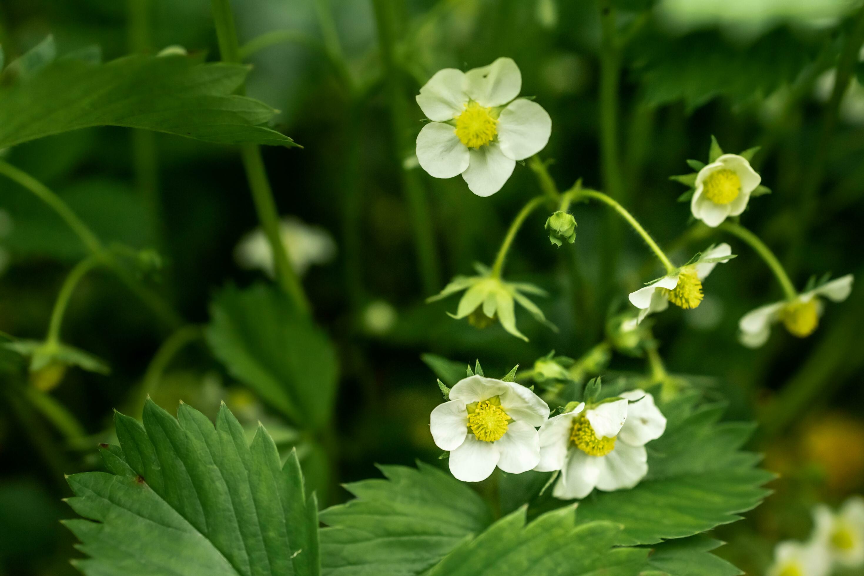 close up of white flowers Stock Free