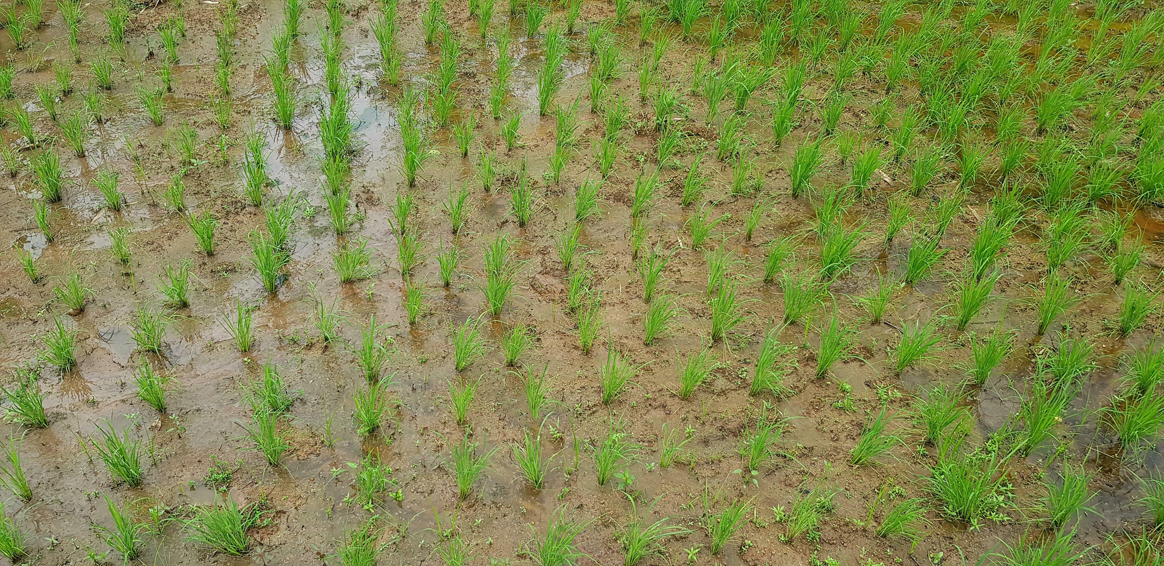 Green rice paddy farm growth up in land. Agriculture or Harvest concept and Beauty of natur Stock Free