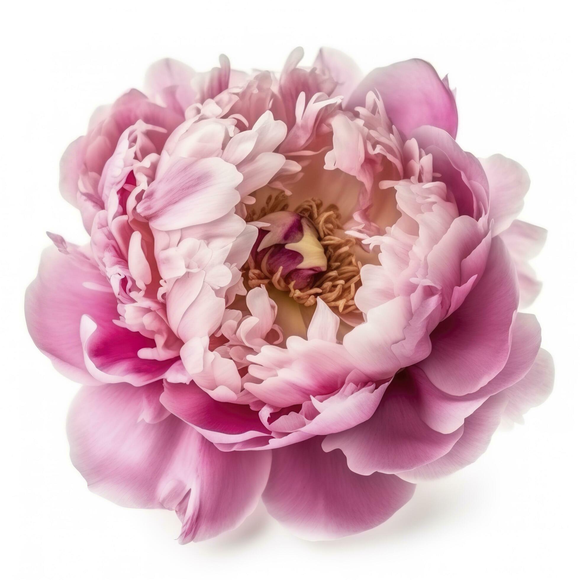 A flower gently pink peony isolated on white background, generate ai Stock Free