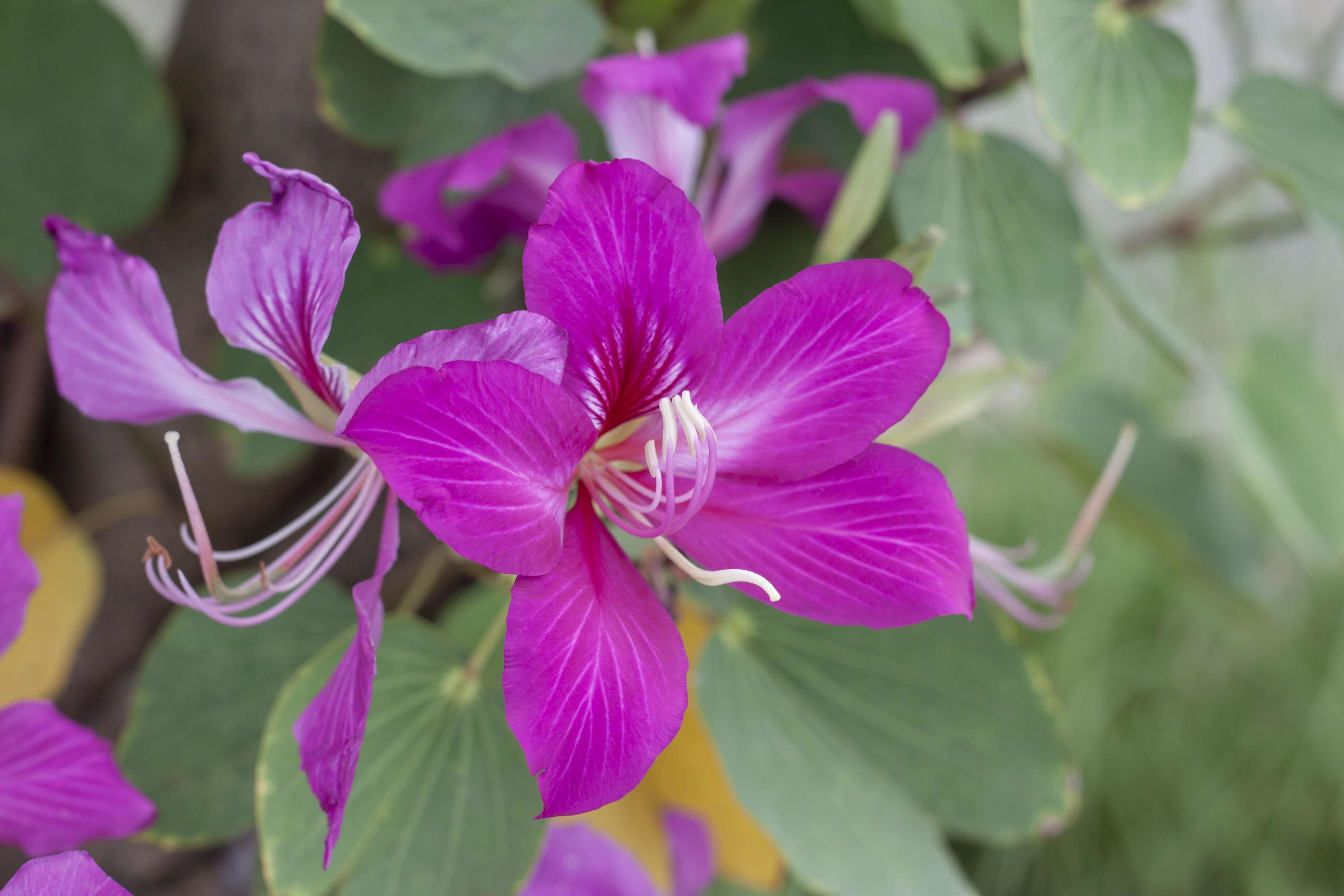 Beautiful bauhinia purpurea flower bloom on tree in the garden on blur nature background. Stock Free