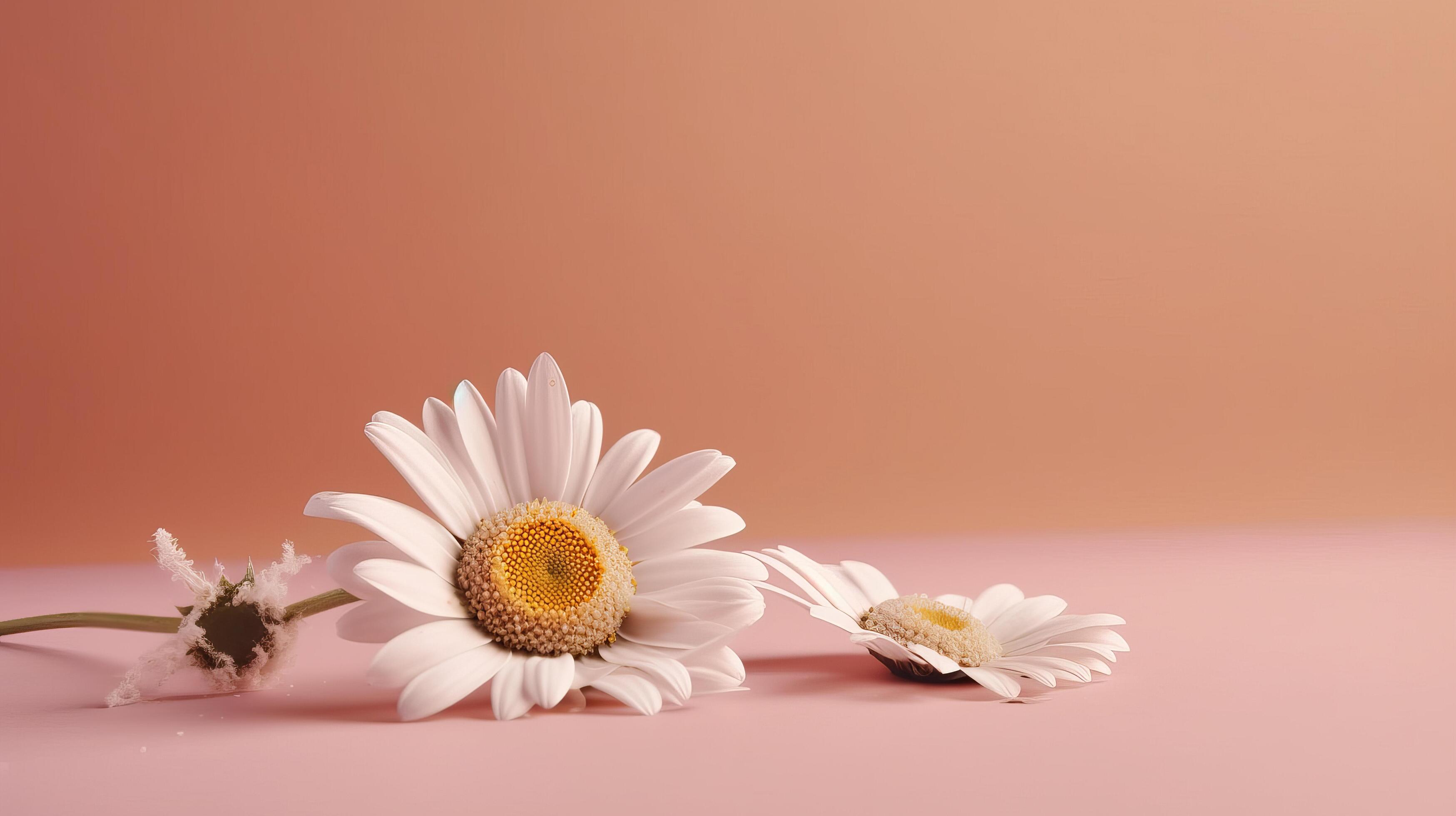 Chamomile flower on pink background. Illustration Stock Free