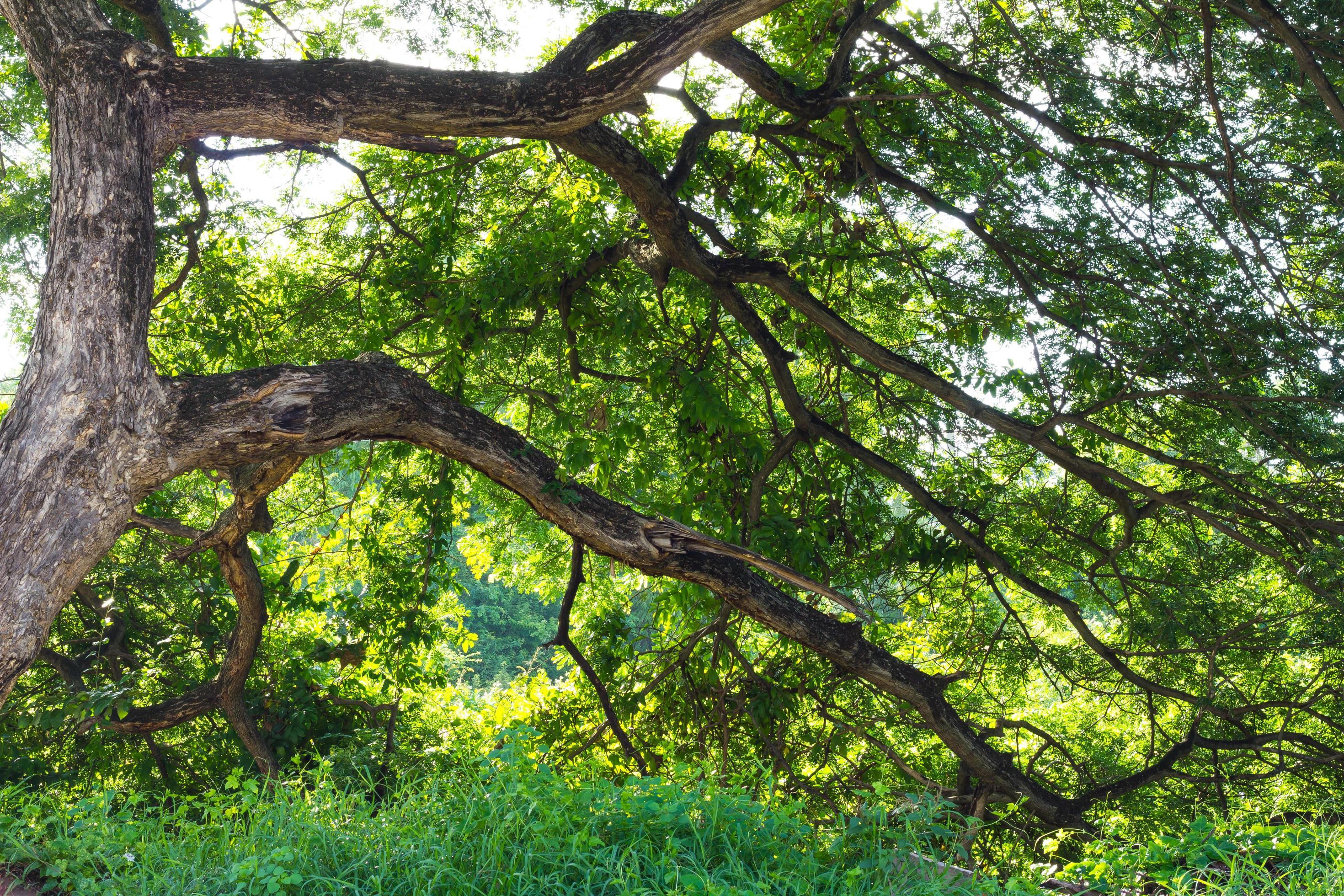 mimosa tree branches Stock Free