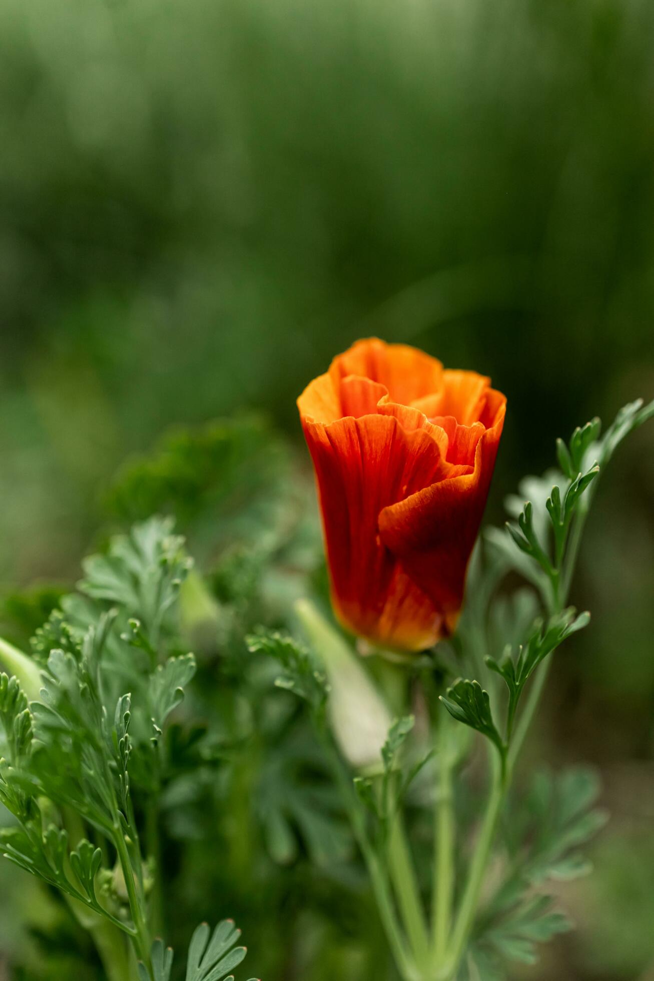 close up of an orange flower Stock Free