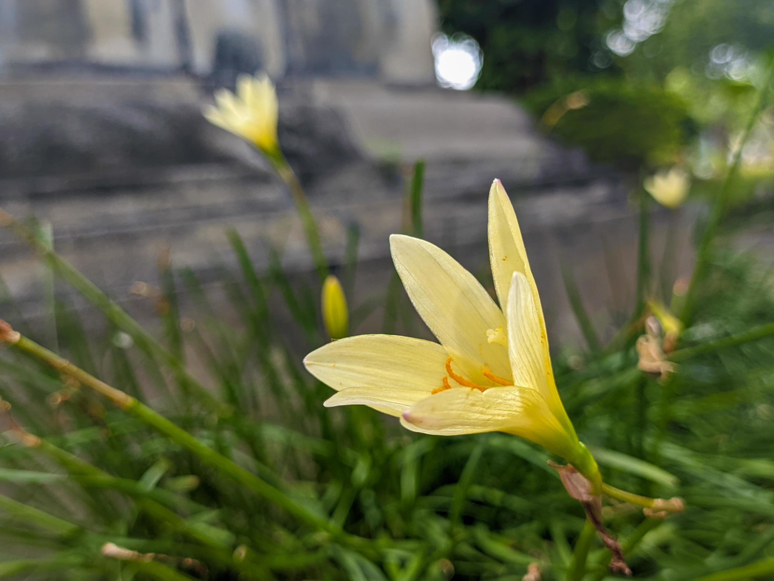 A close up of Zephyranthes candida flower Stock Free