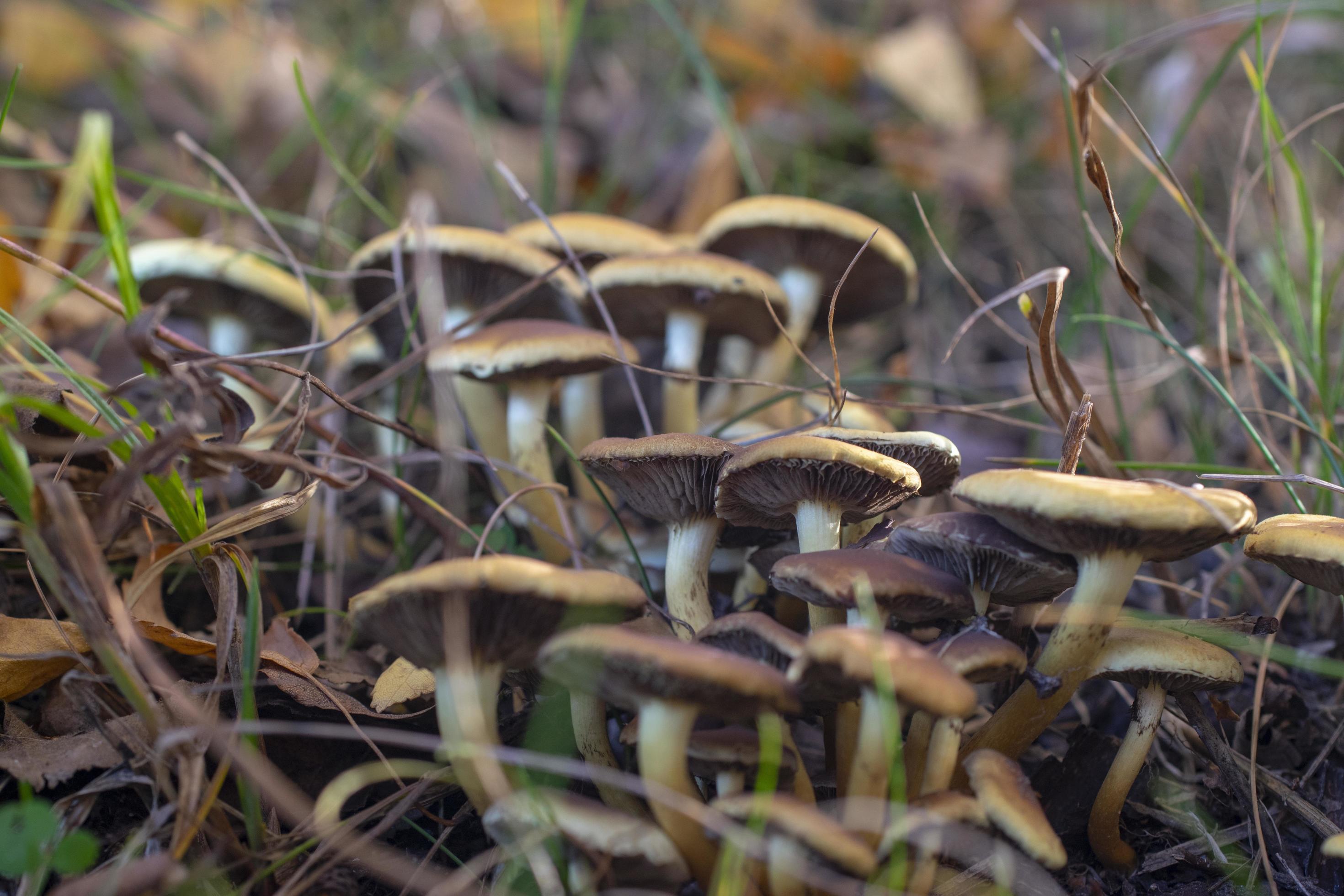 Family of mushrooms in dense grass. Stock Free