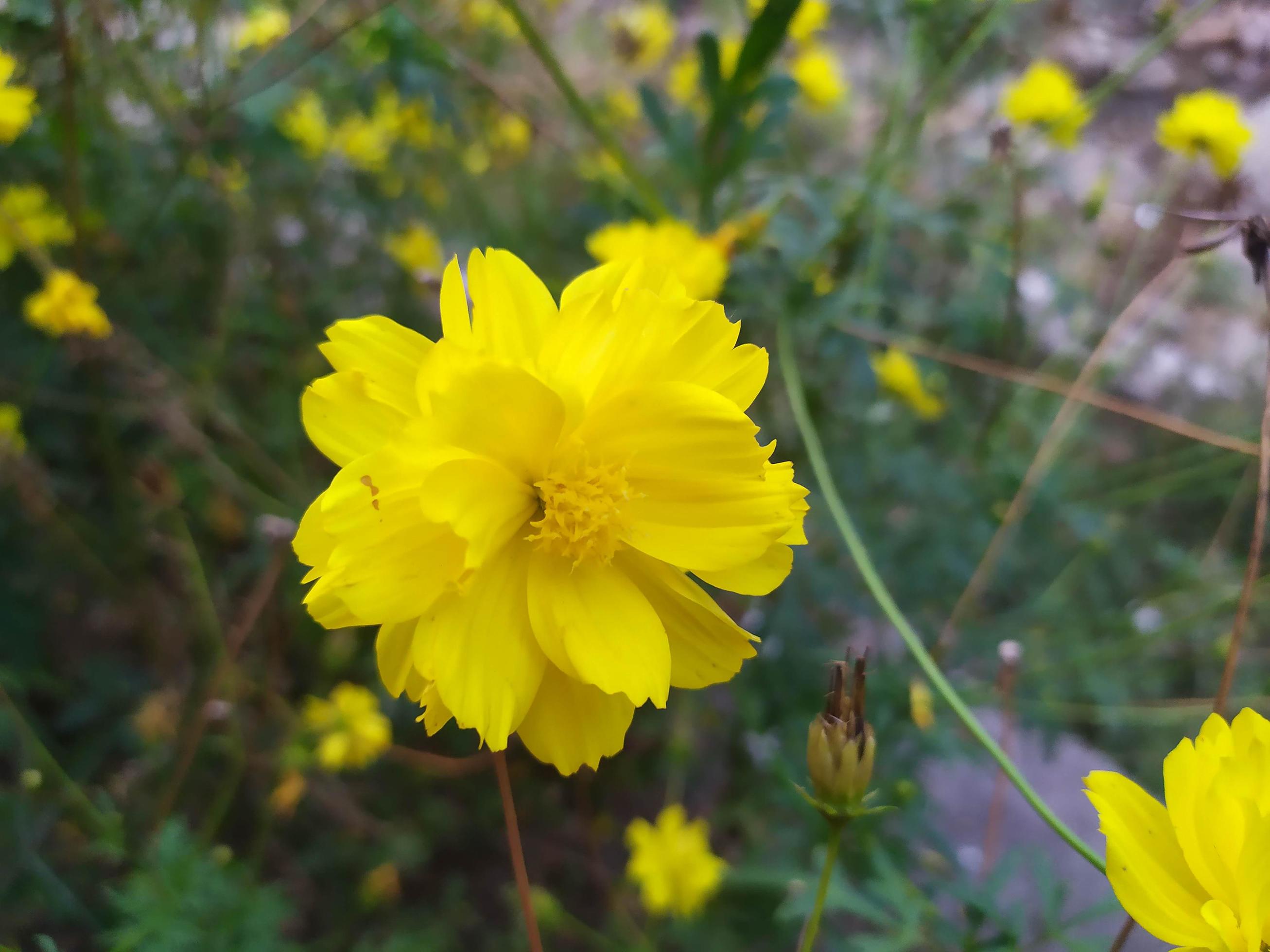 Yellow Cute Flower Stock Free