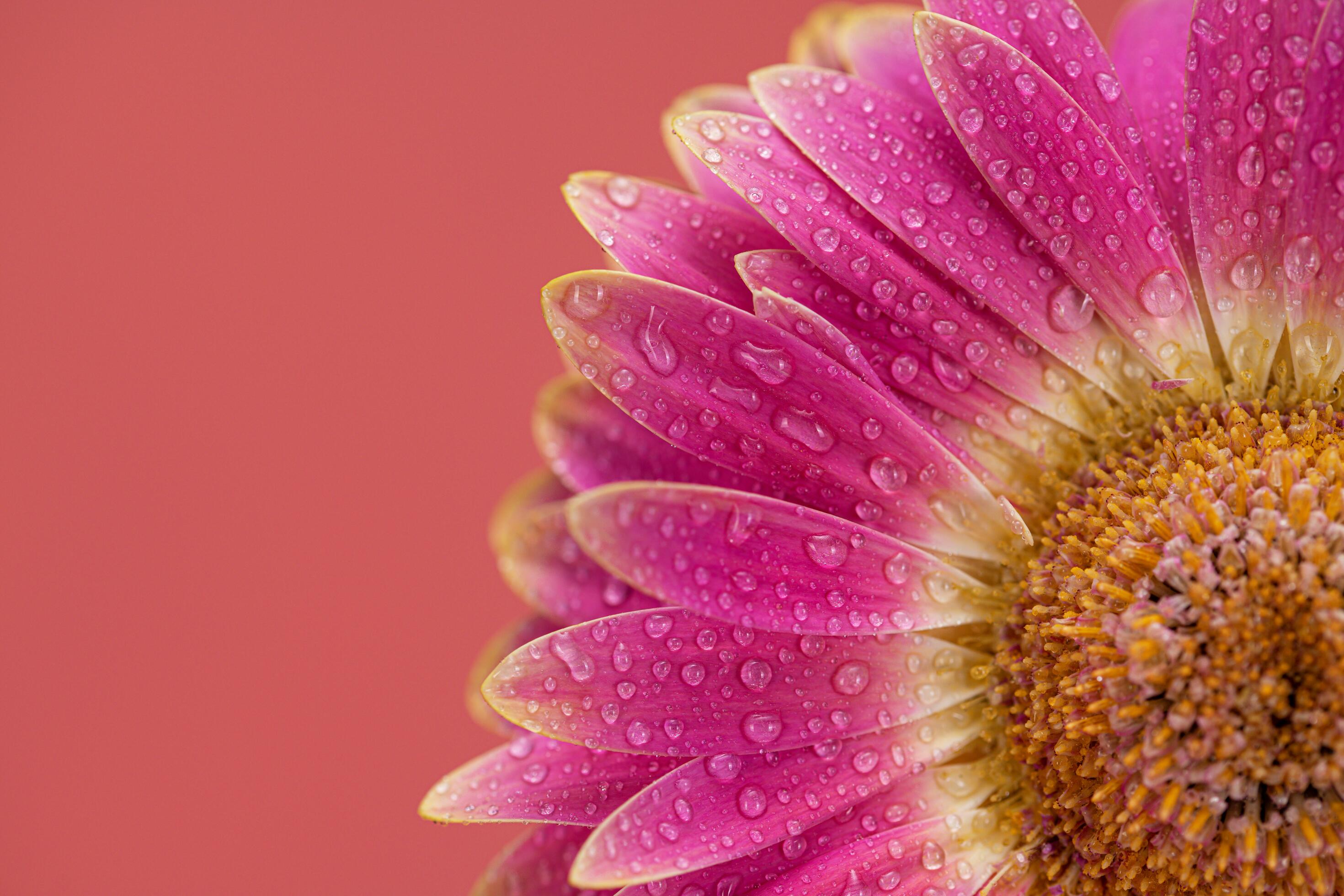 Pink Daisy gerbera Flower Close up Stock Free