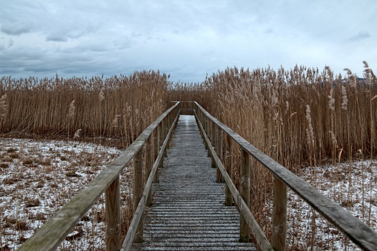 Boardwalk Stock Free