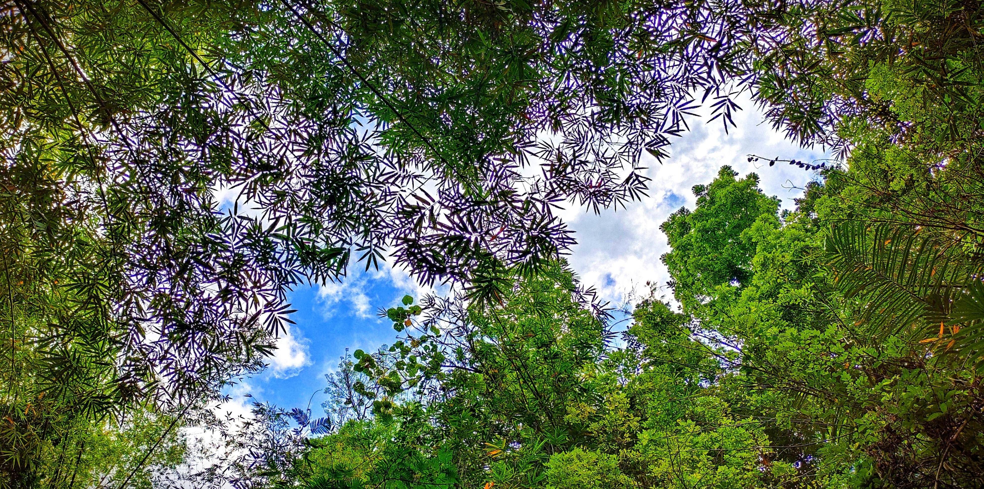 Beautiful natural background scenery, lots of green leaf plants make the atmosphere fresh Stock Free