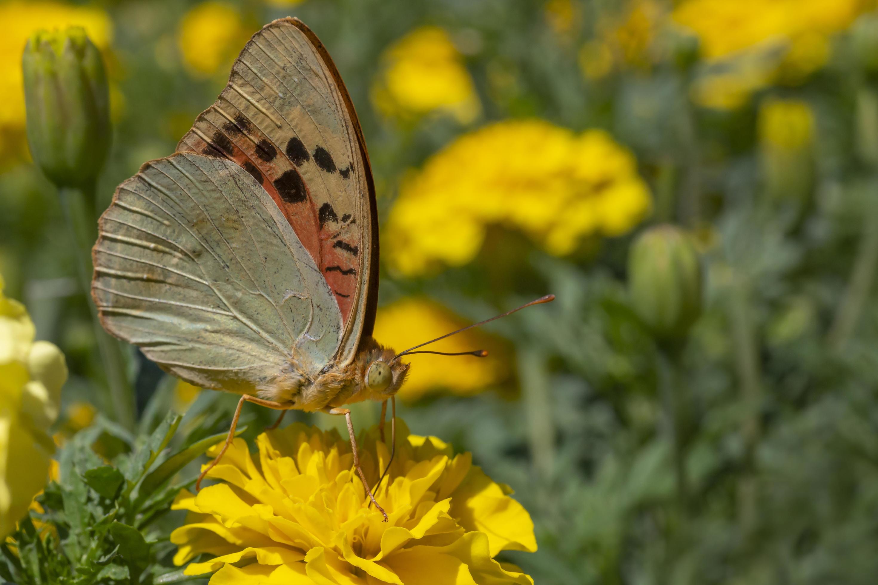 butterfly sitting on yellow marigold flower Stock Free