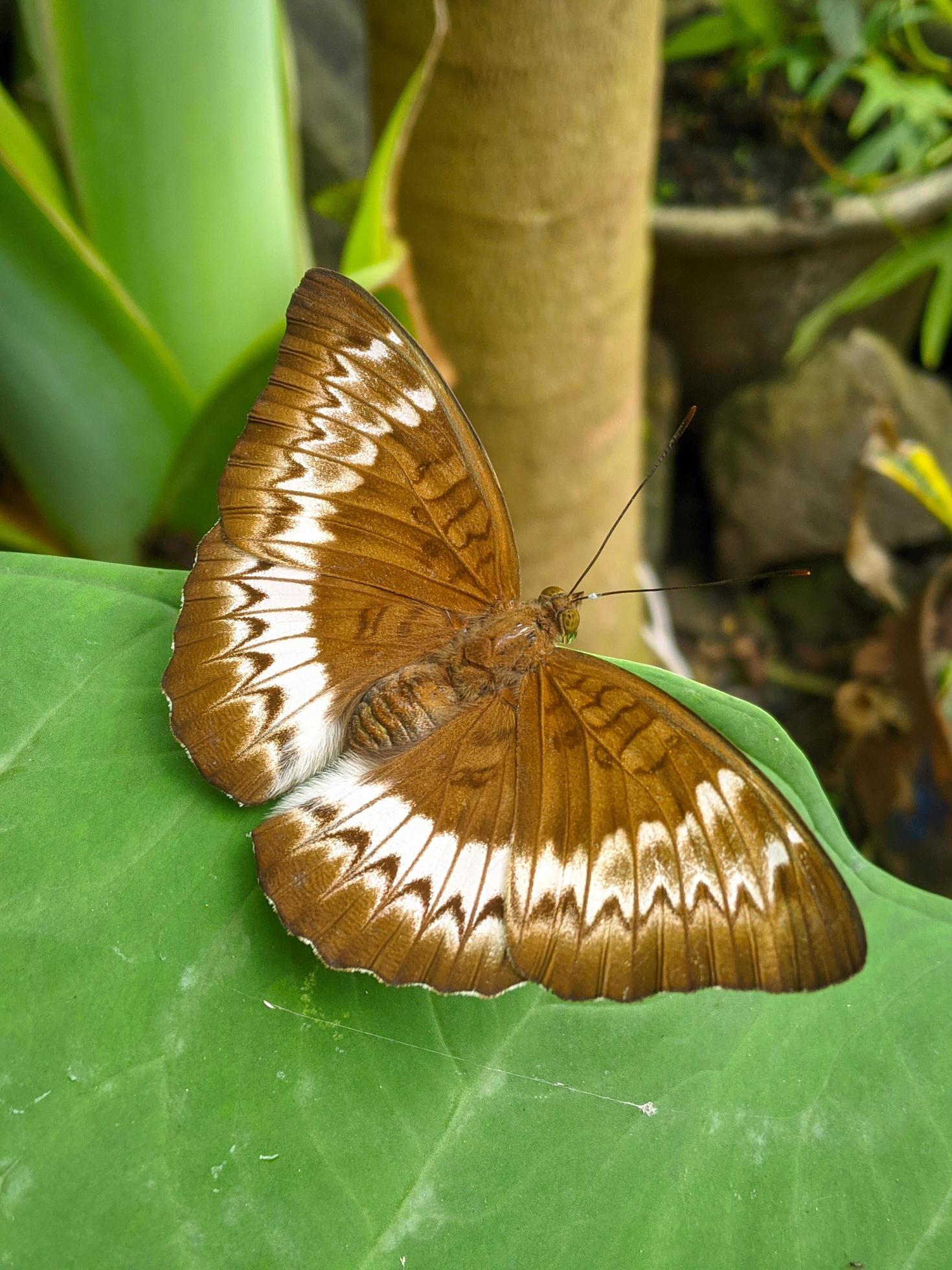 Tanaecia pelea is a species of butterfly in the Nymphalidae family. Stock Free