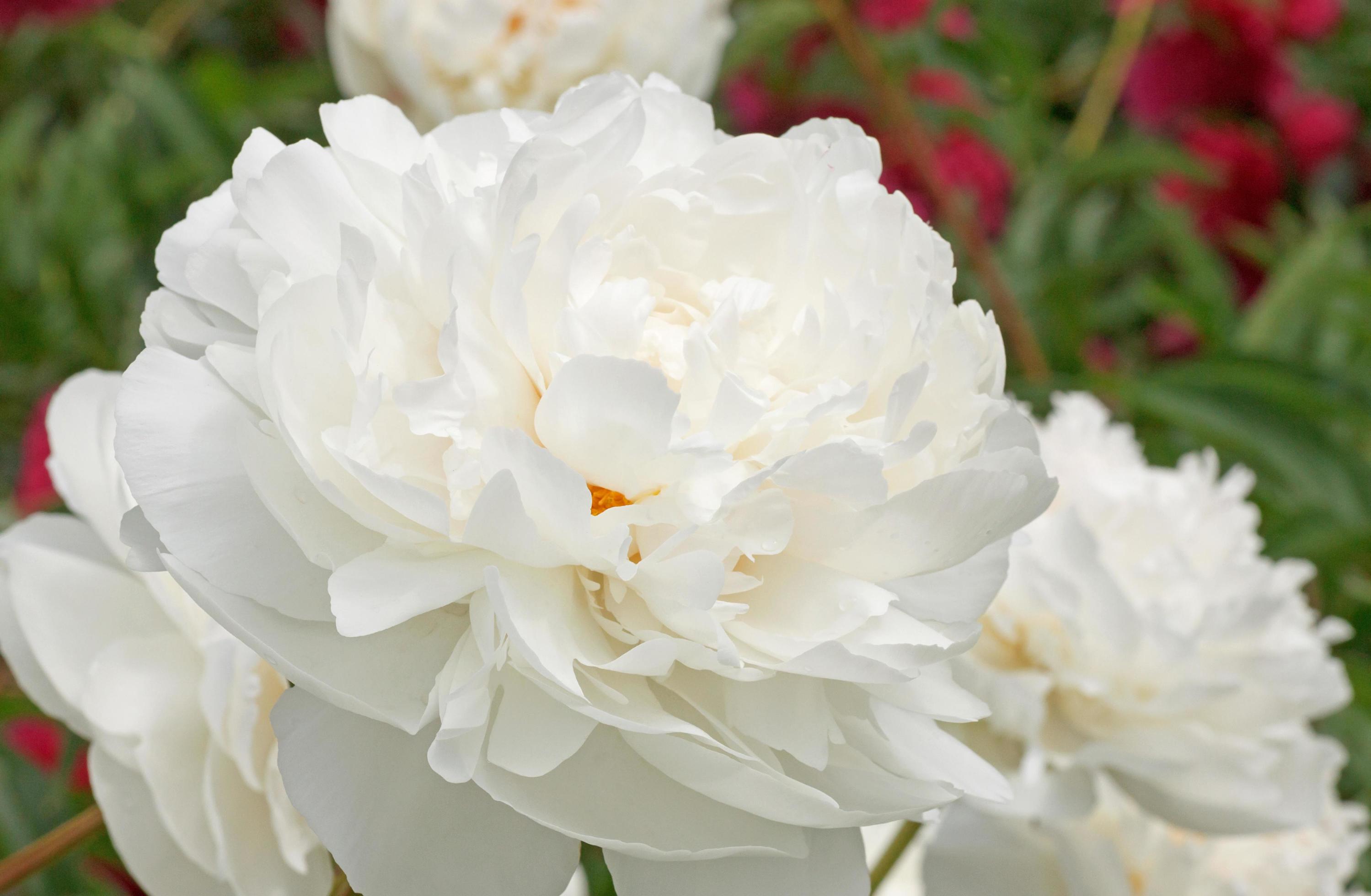 close up of white peony flower Stock Free