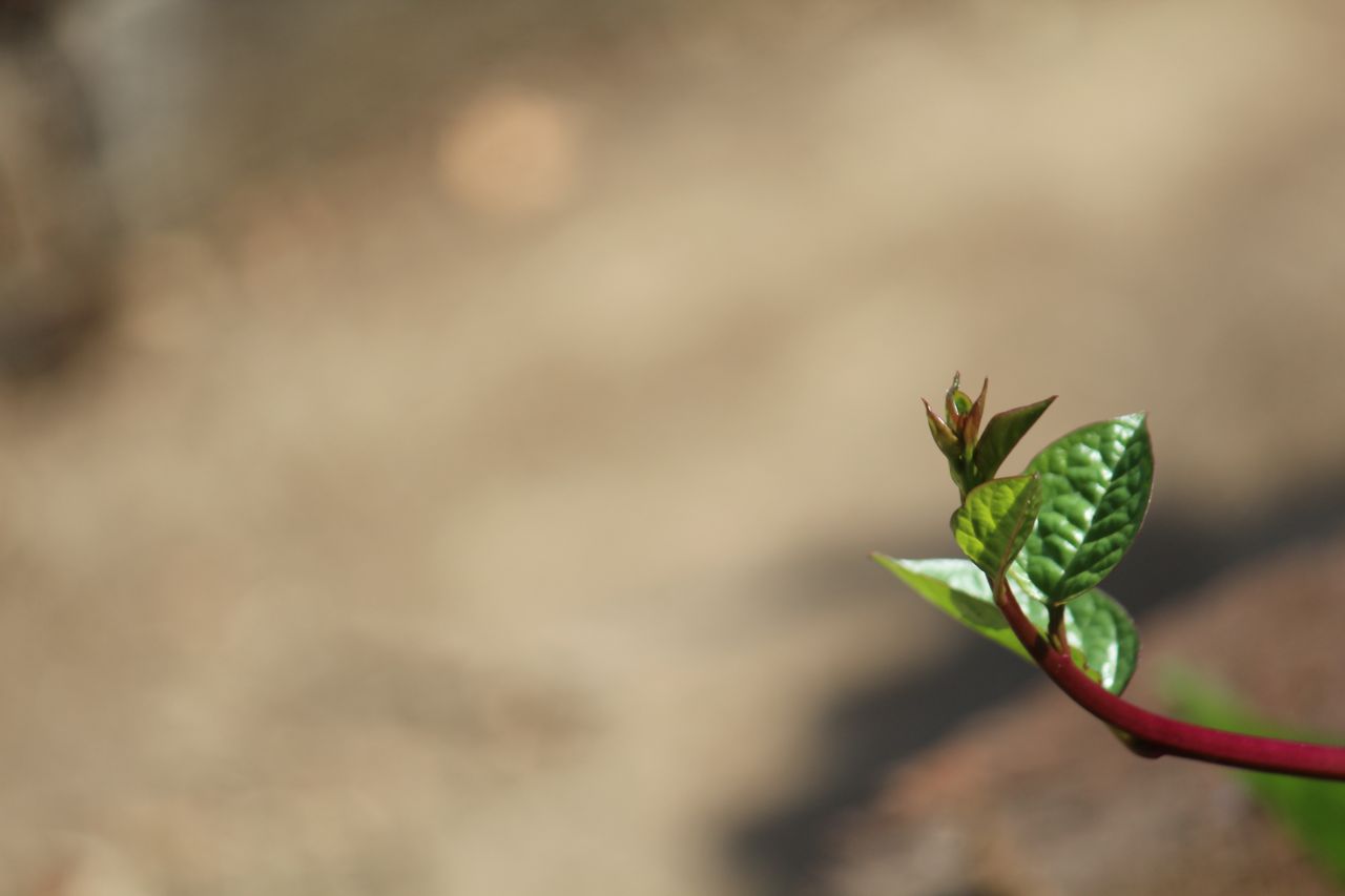 Single Leaf Branch Stock Free