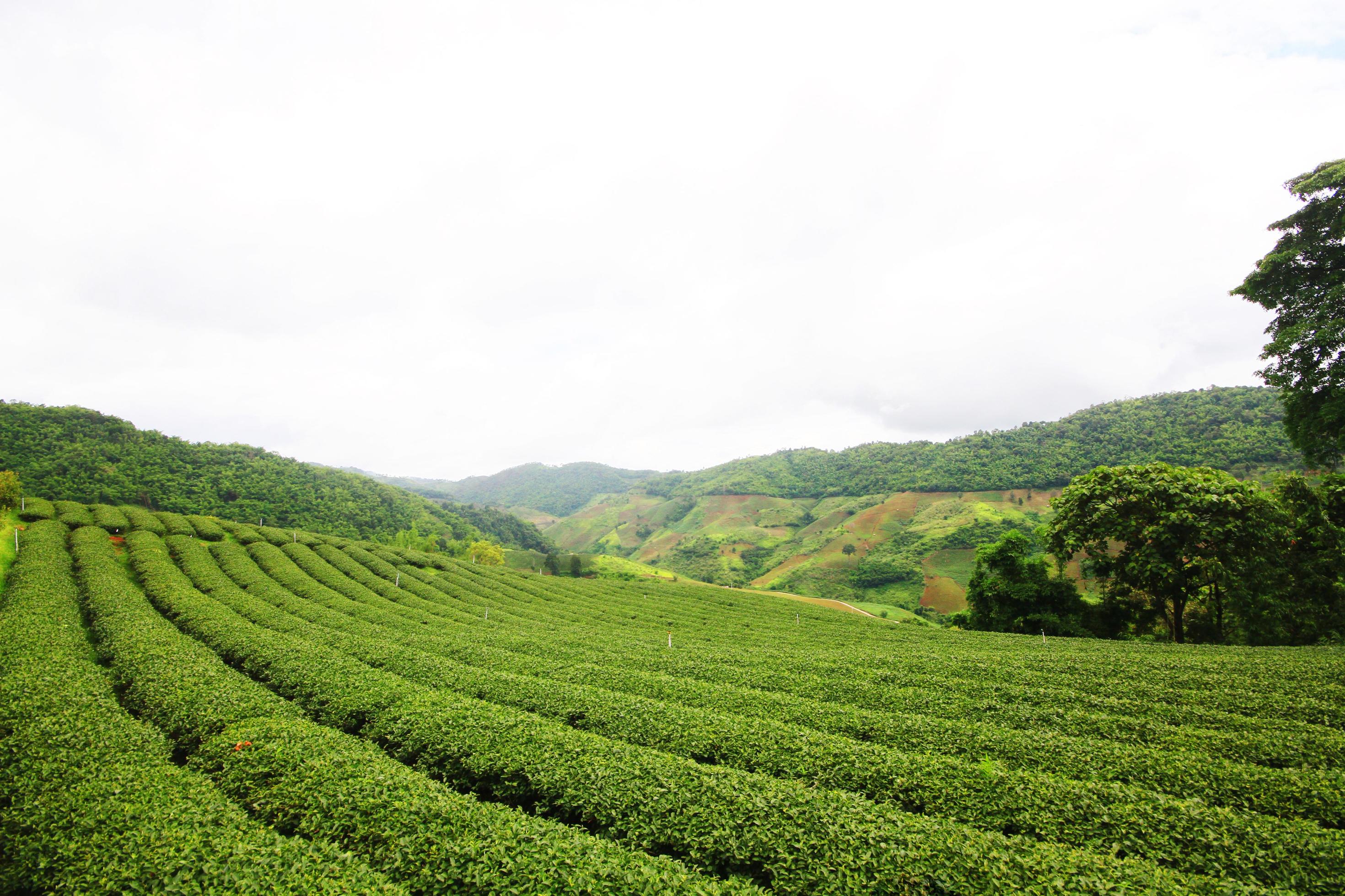 Tea Plantation in sunrise on the mountain and forest in rain season is very beautiful view in Chiangrai Province, Thailand. Stock Free