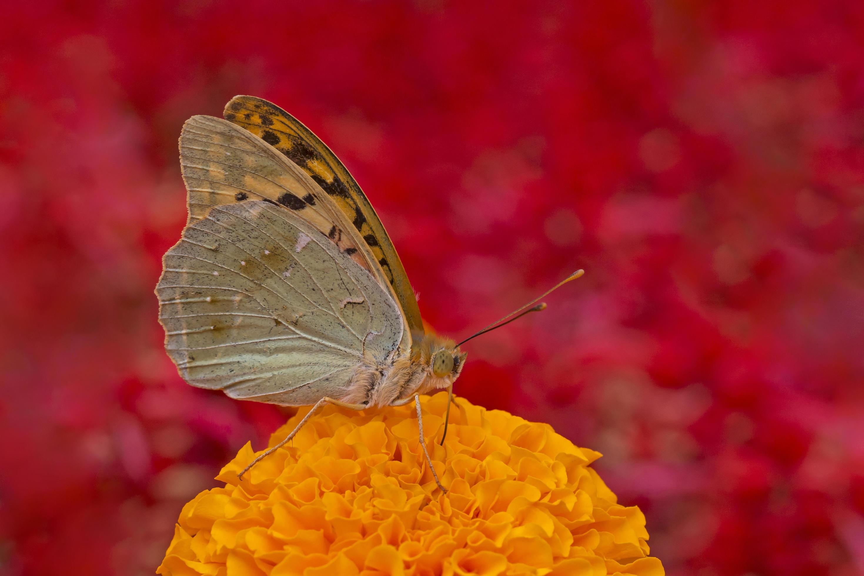 brown butterfly sitting on marigold flower Stock Free