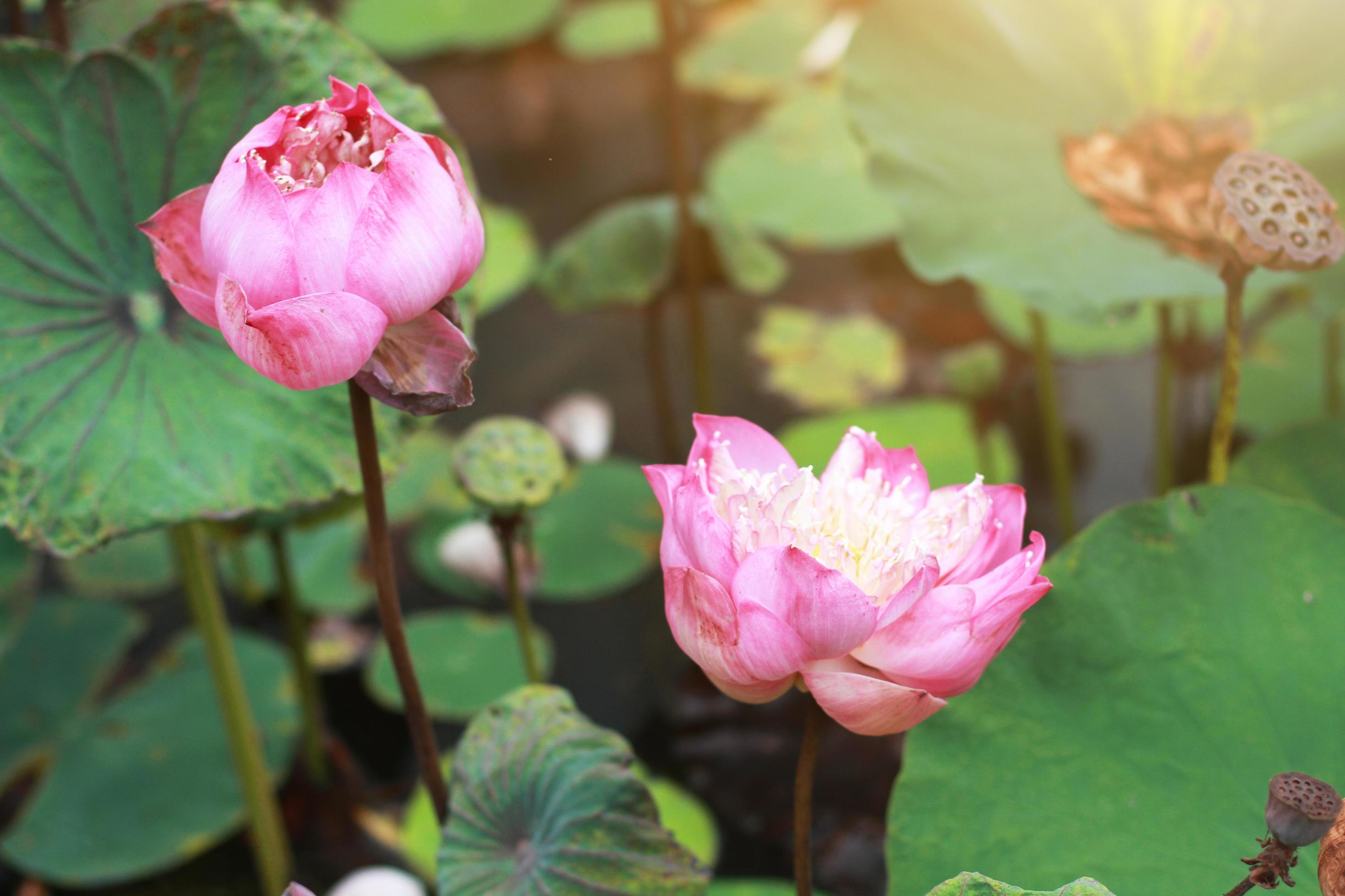 Water Lily Flower in fountain pond and green nature with sunlight in tropical garden Stock Free