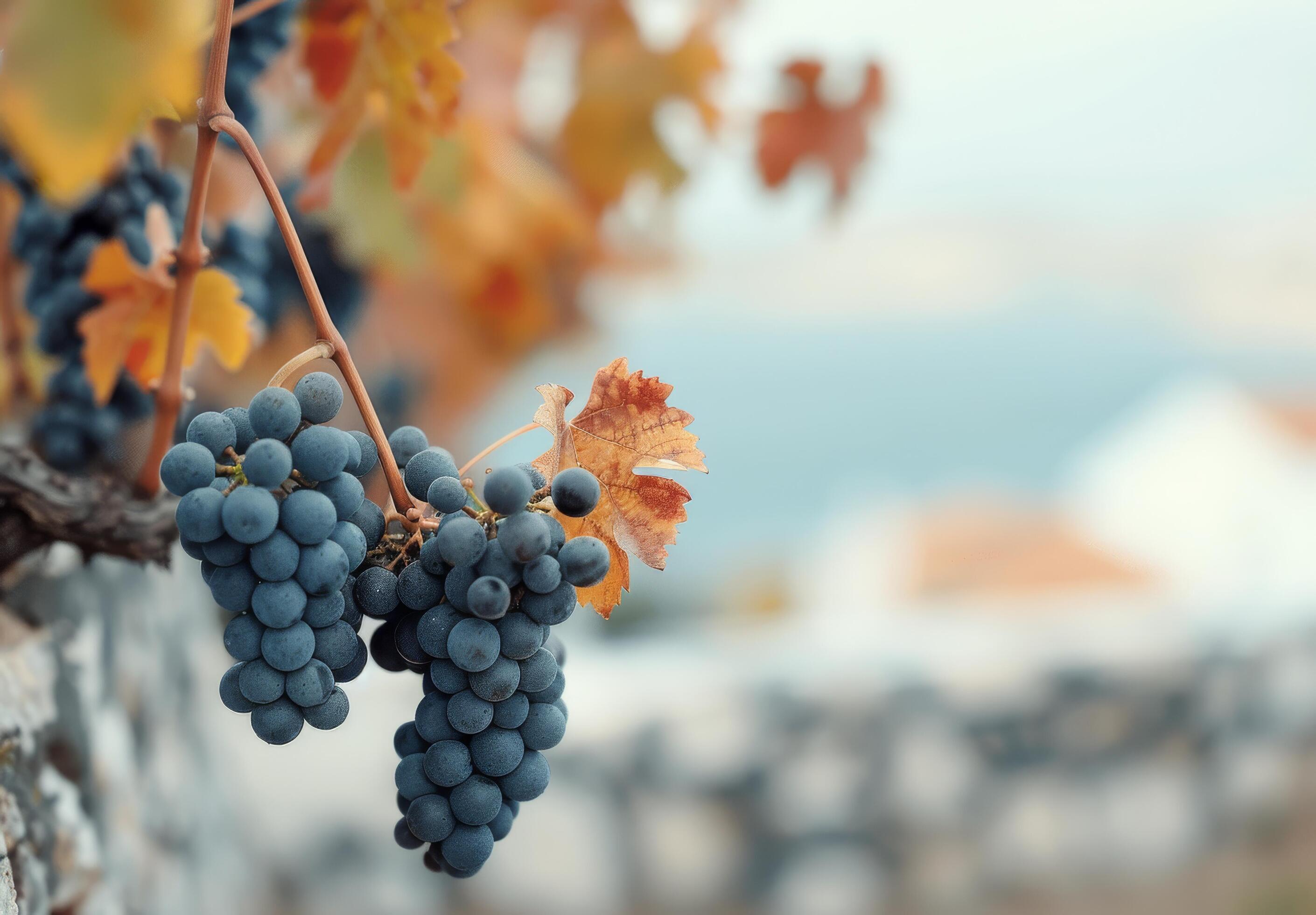 Blue Grapes Hanging From a Vine Against a Coastal Background in Autumn Stock Free