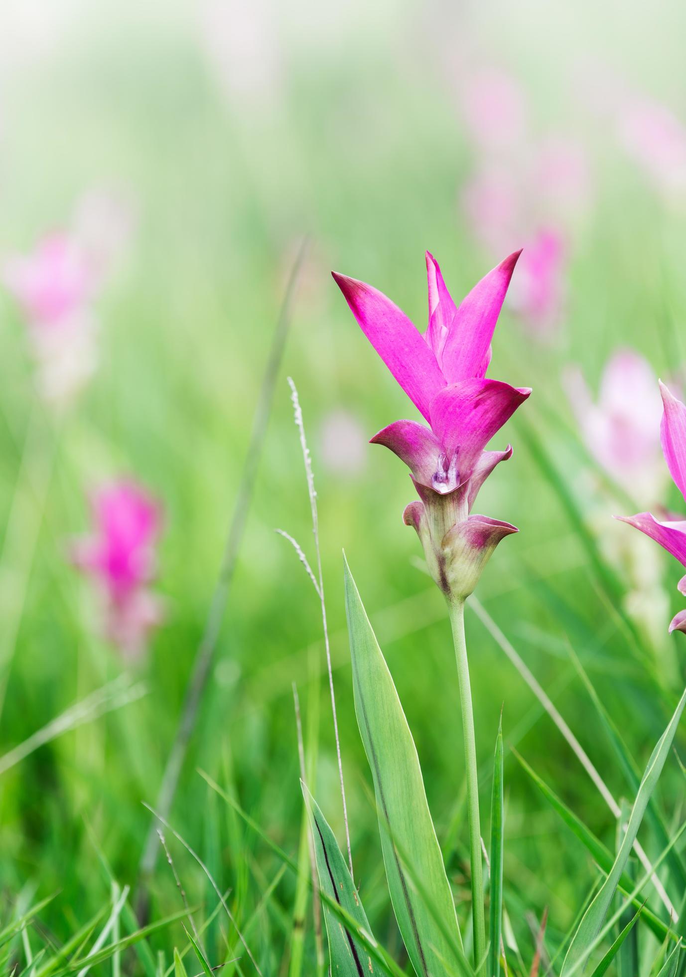 Siam Tulip field, Curcuma alismatifolia flower Stock Free