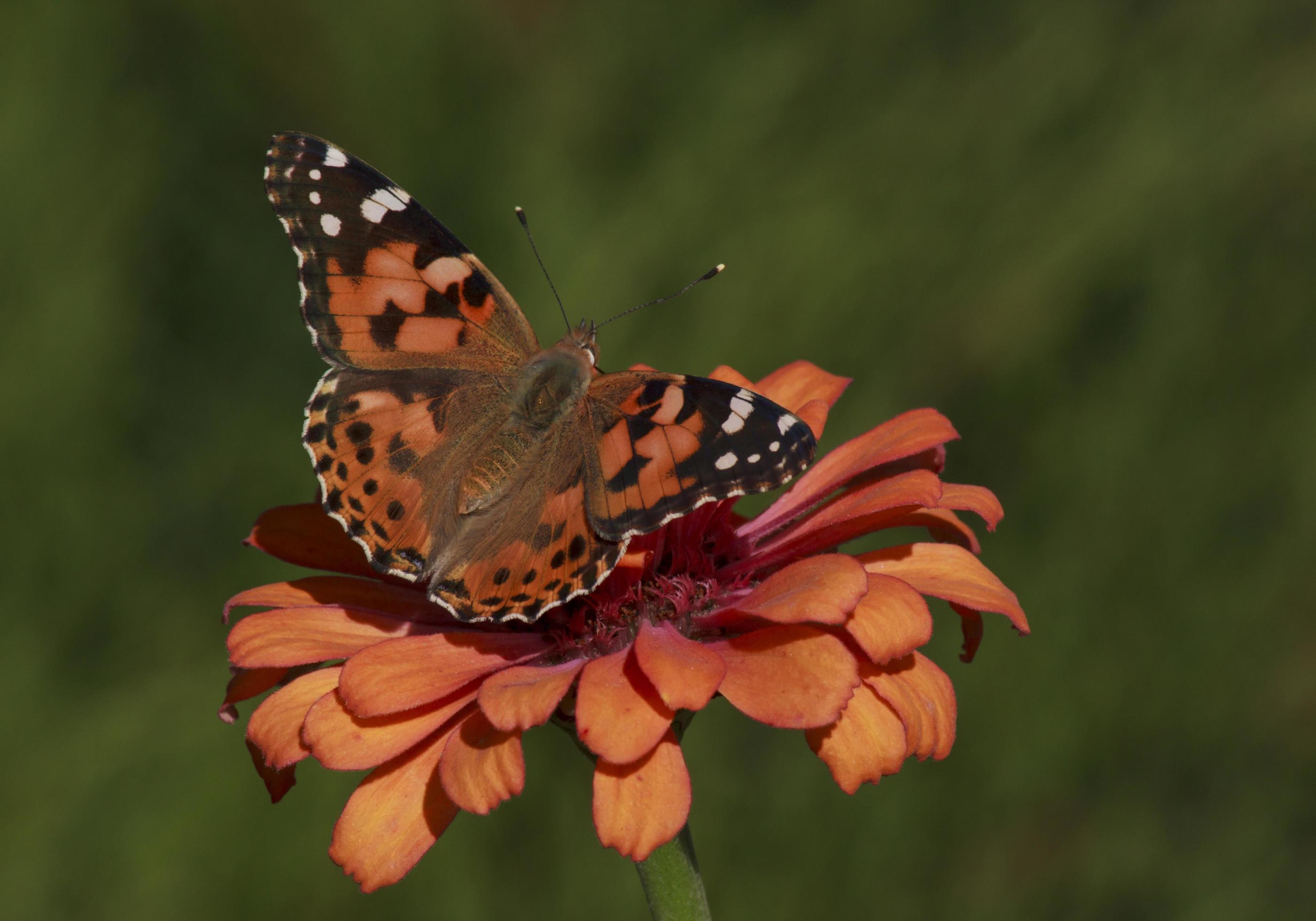 close up of Painted Lady butterfly on zinnia flower Stock Free