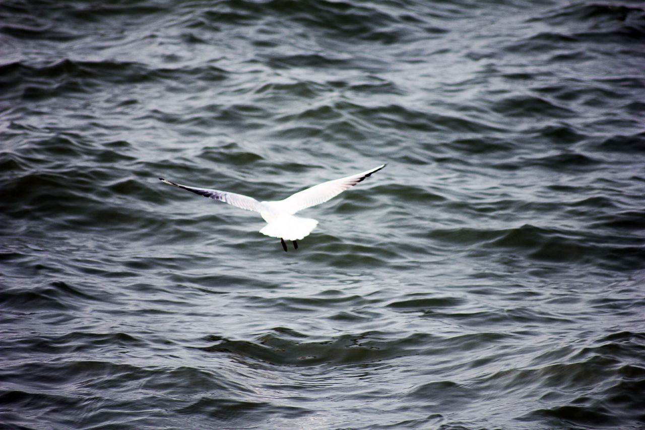 Sea Gulls Stock Free