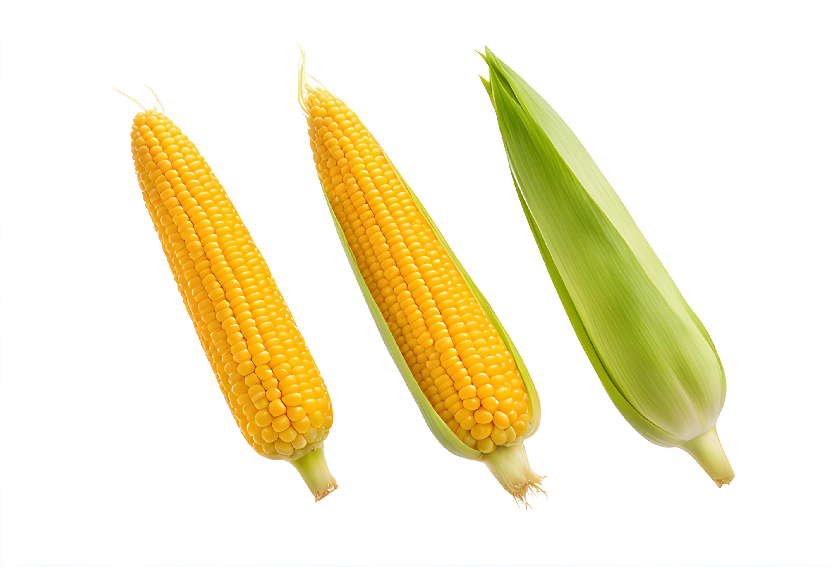 Set of Sweet corn isolated on white background. Fresh maize collection Stock Free