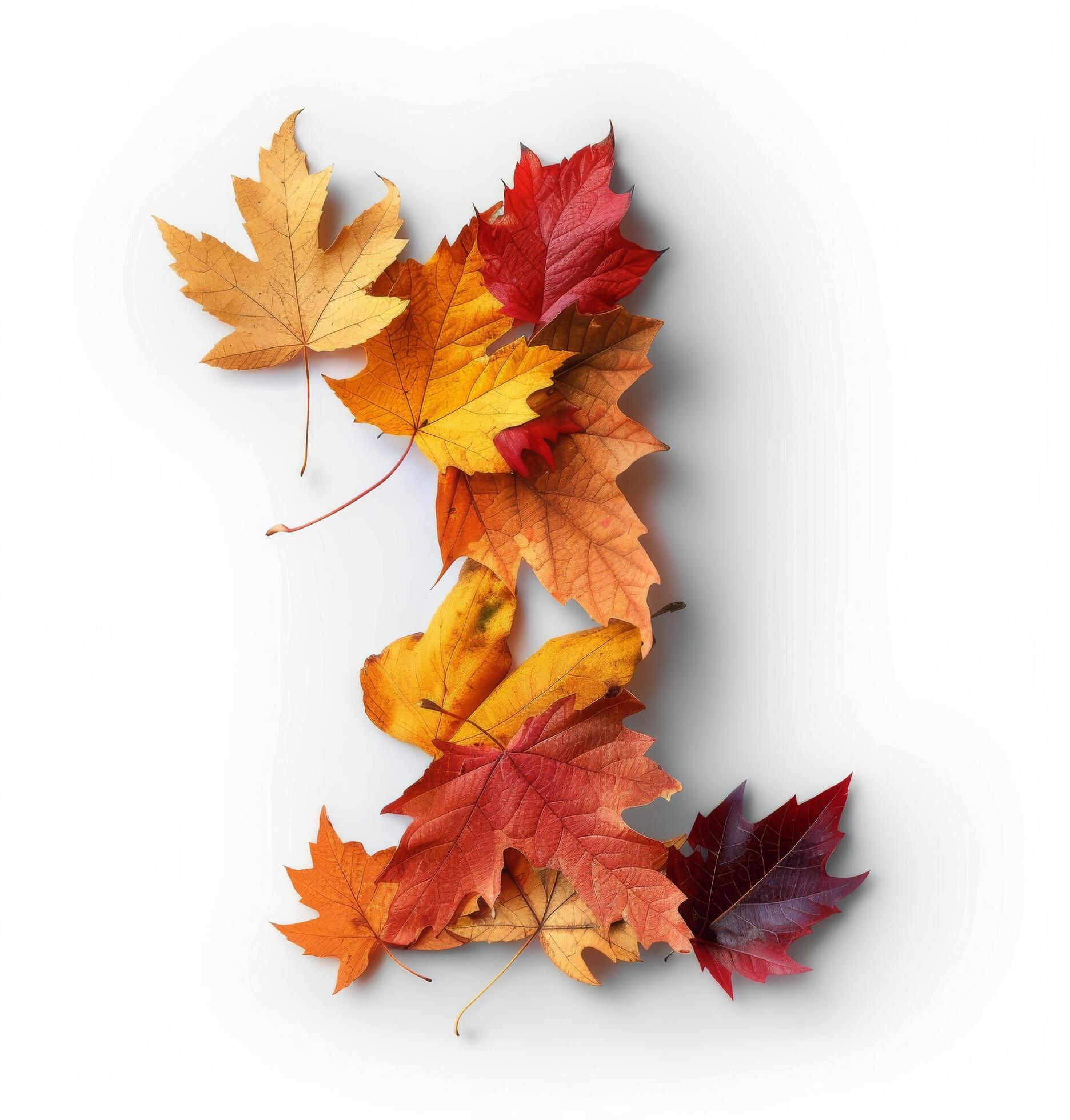 Autumn Leaves Arranged in the Shape of the Number One Against a White Background Stock Free