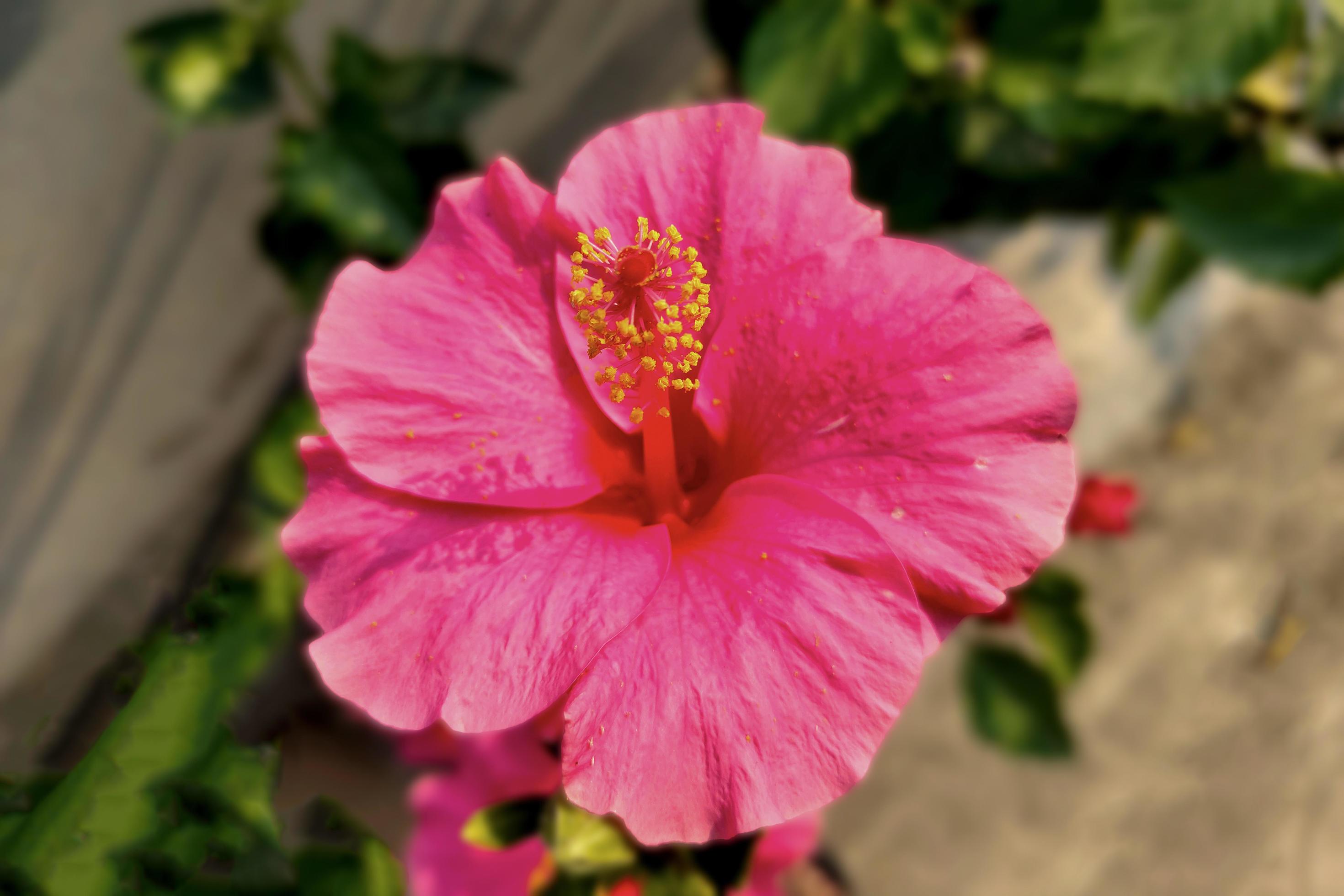 Pink Hibiscus Flower with Isolated Leaves on Blurred Vegetation Background Stock Free