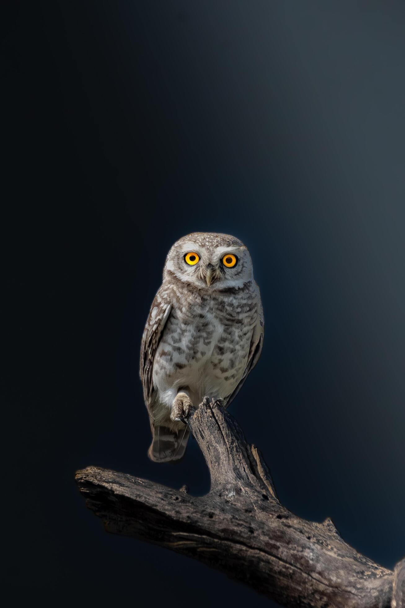 Close-up portrait of owl perching on branch against black background Stock Free