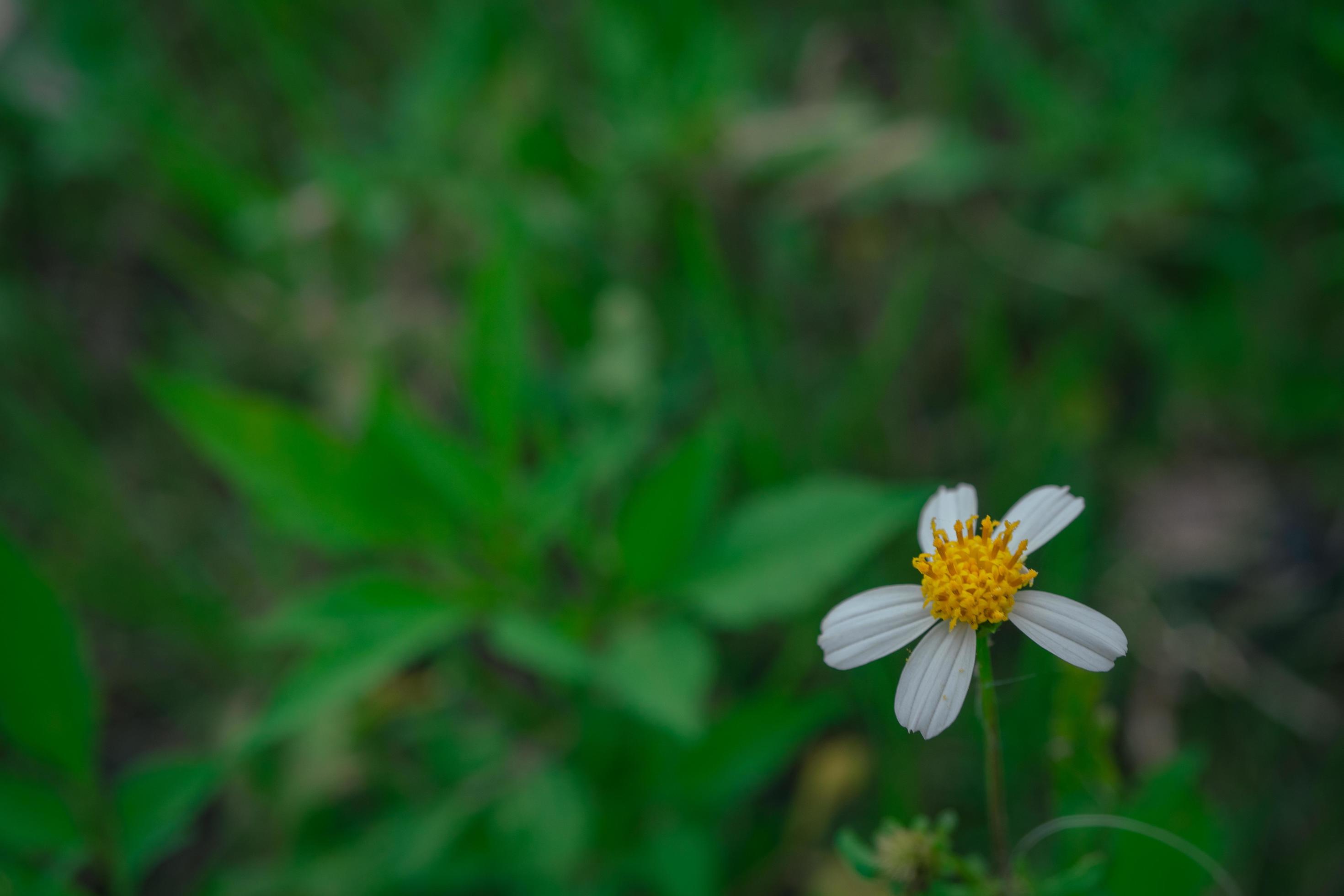 Small yellow flower growing and blossom on spring garden. The photo is suitable to use for nature background, poster and advertising. Stock Free