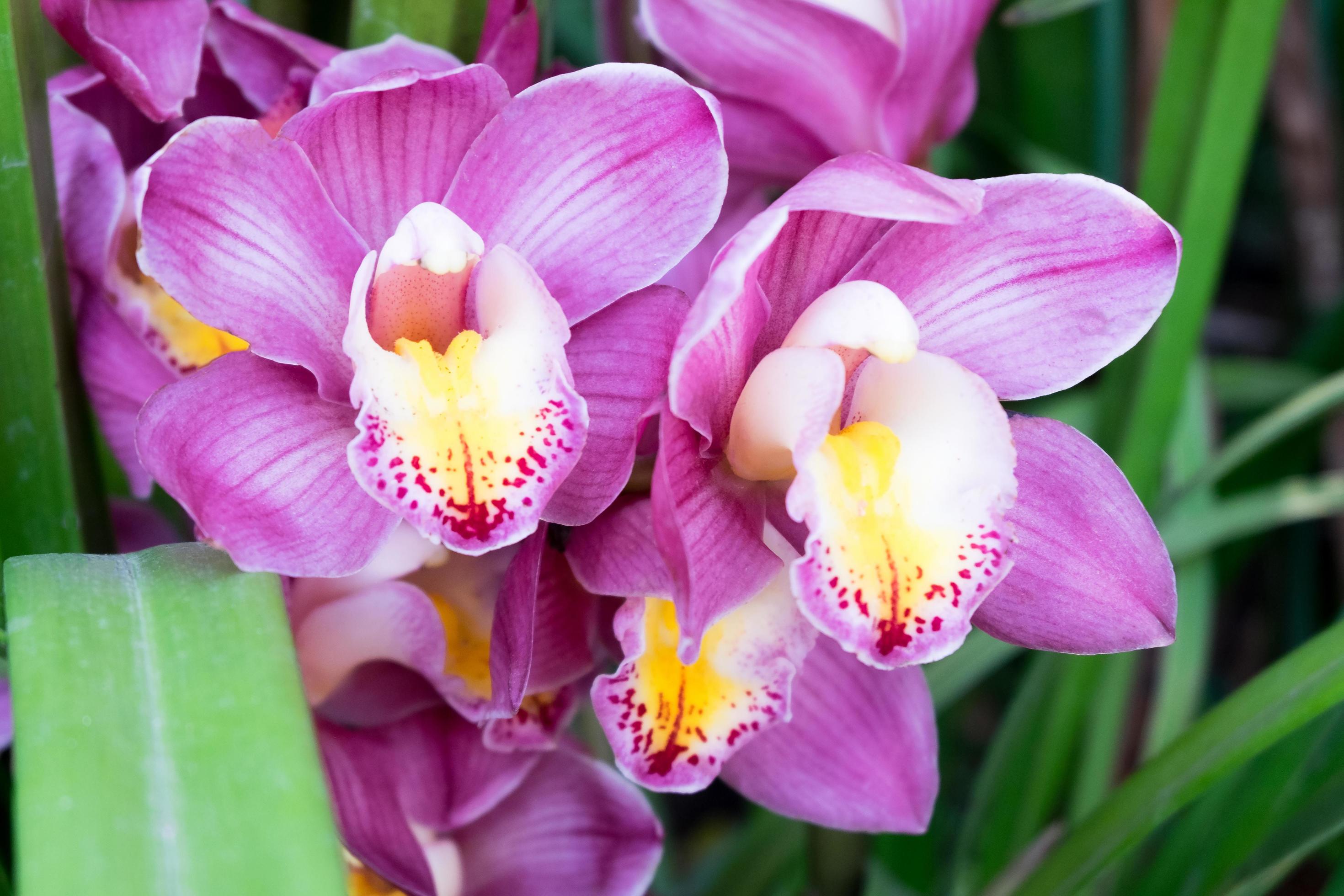 Orchid flower in tropical garden.Selective focus. Stock Free