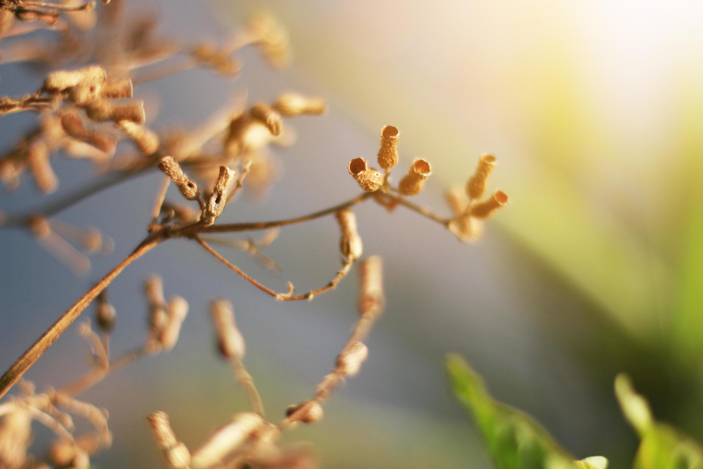 Beautiful Dry Wild flowers grass in natural sunlight on the valley mountain Stock Free