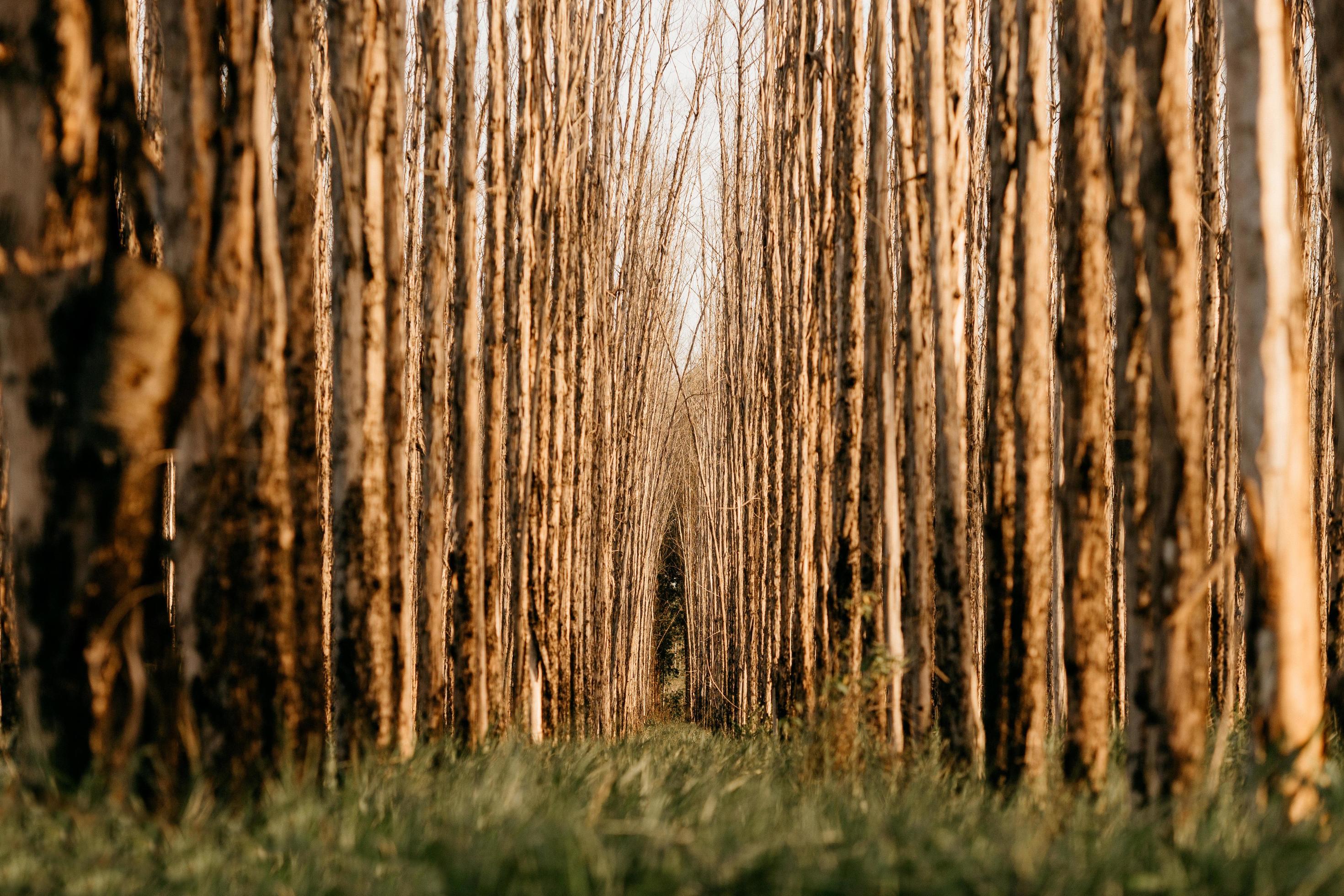 Low angle perspective of rows of trees Stock Free