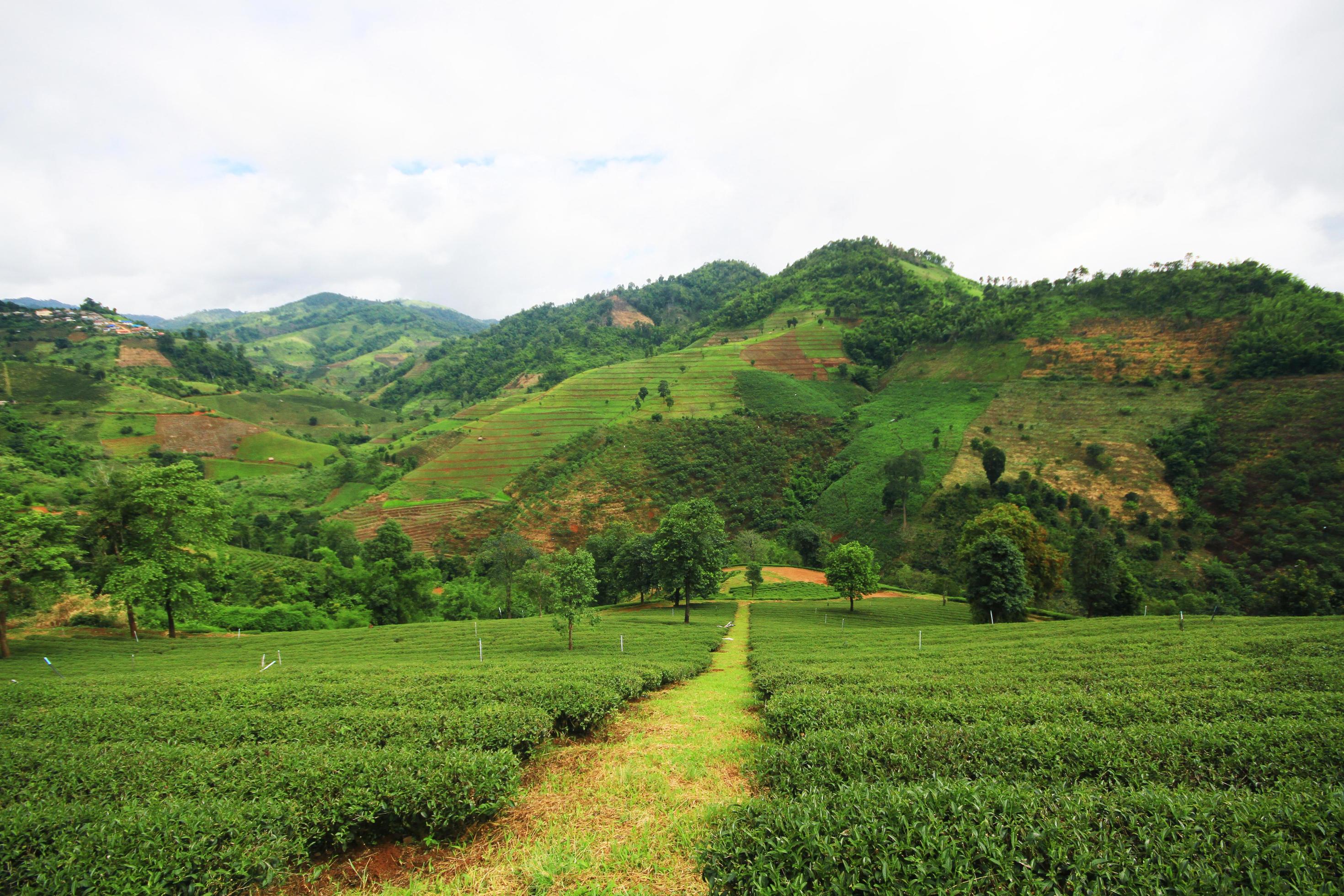 Tea Plantation in sunrise on the mountain and forest in rain season is very beautiful view in Chiangrai Province, Thailand. Stock Free