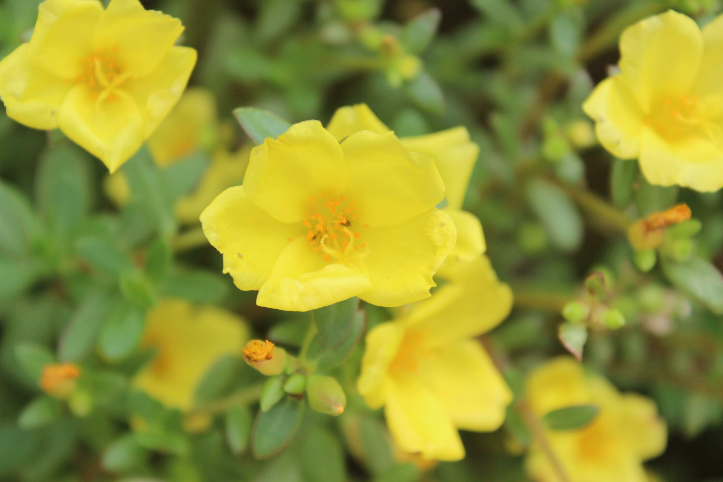 Portulaca oleracea common purslane, also known as verdolaga, red root, or pursley is an annual succulent in the family Portulacaceae. Stock Free