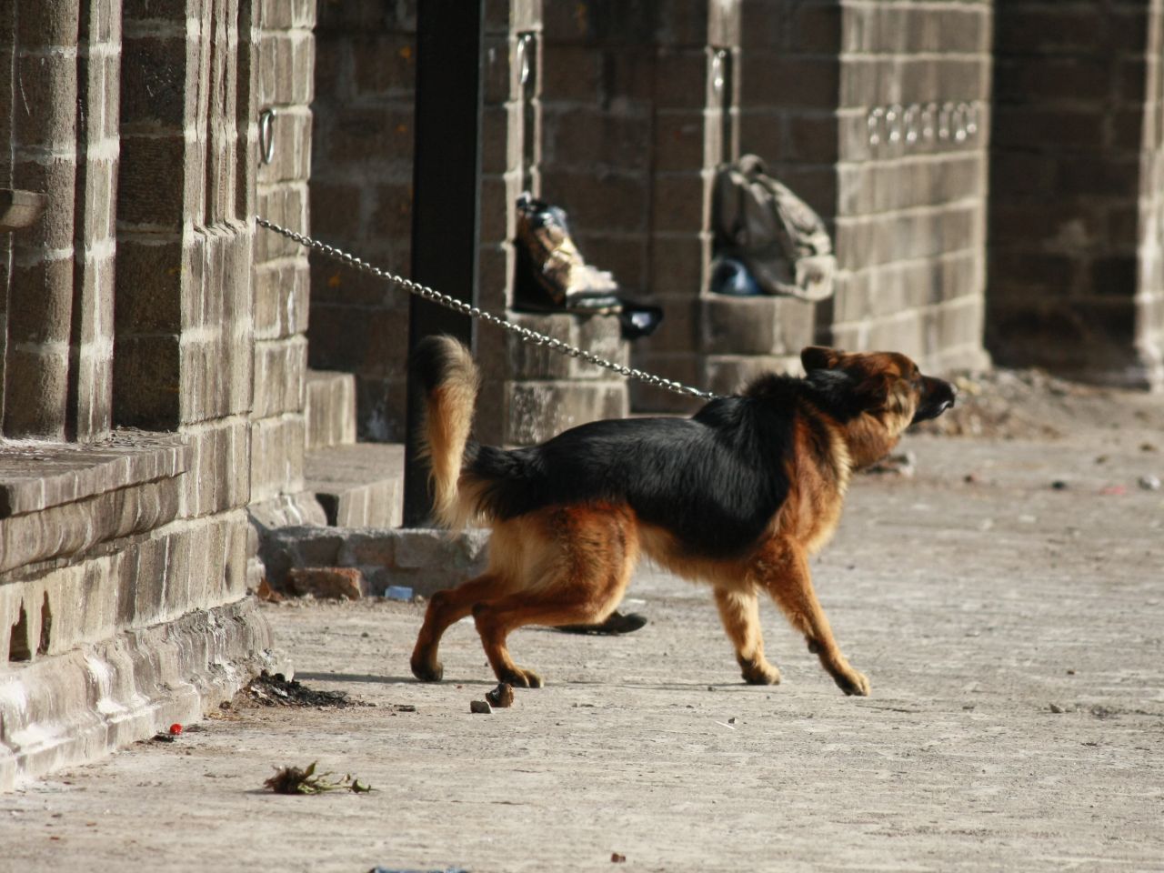 Chained Dog Barking Stock Free